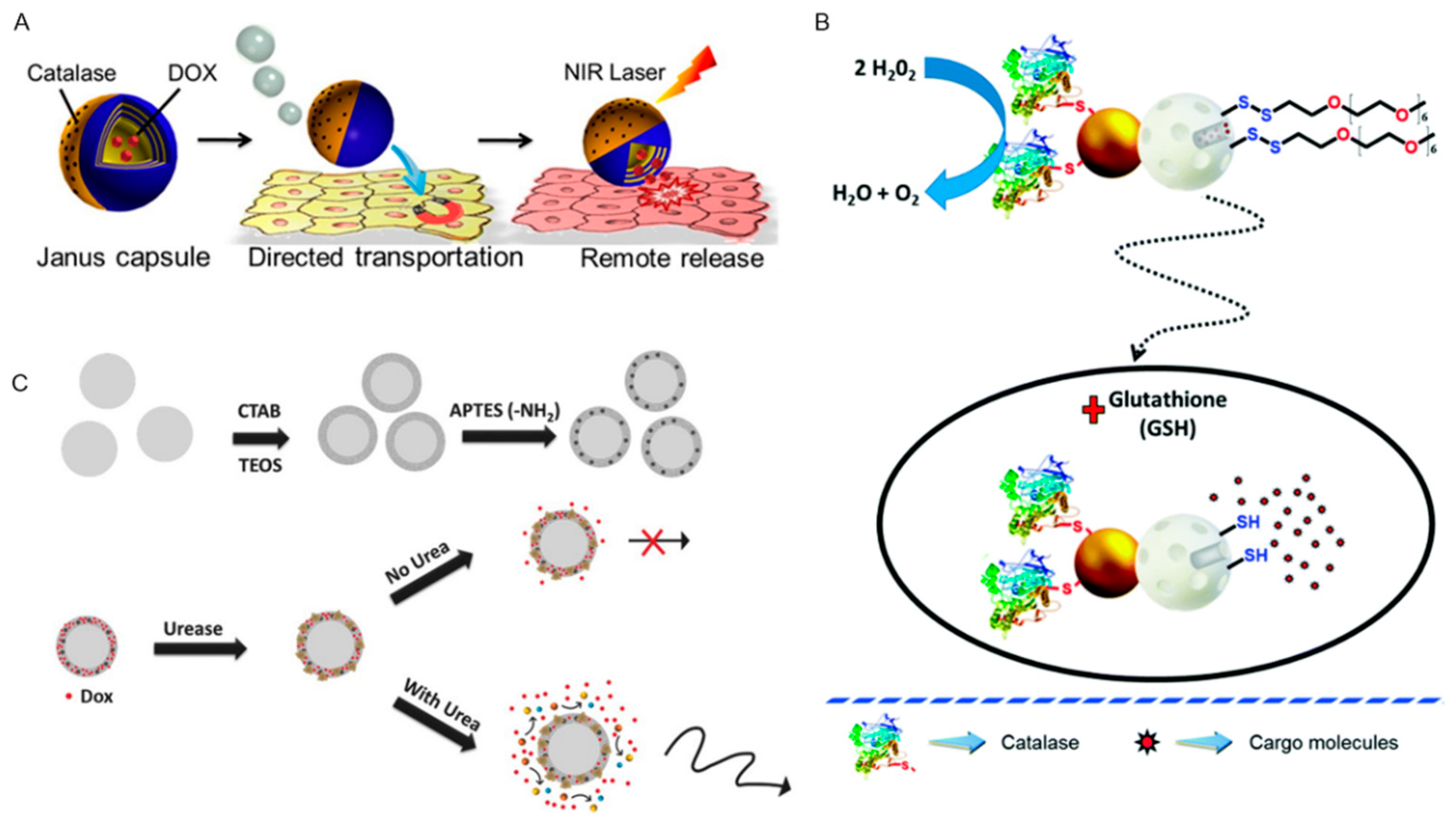Pharmaceutics 12 00665 g003 Pharmaceutics 12 00665 g003