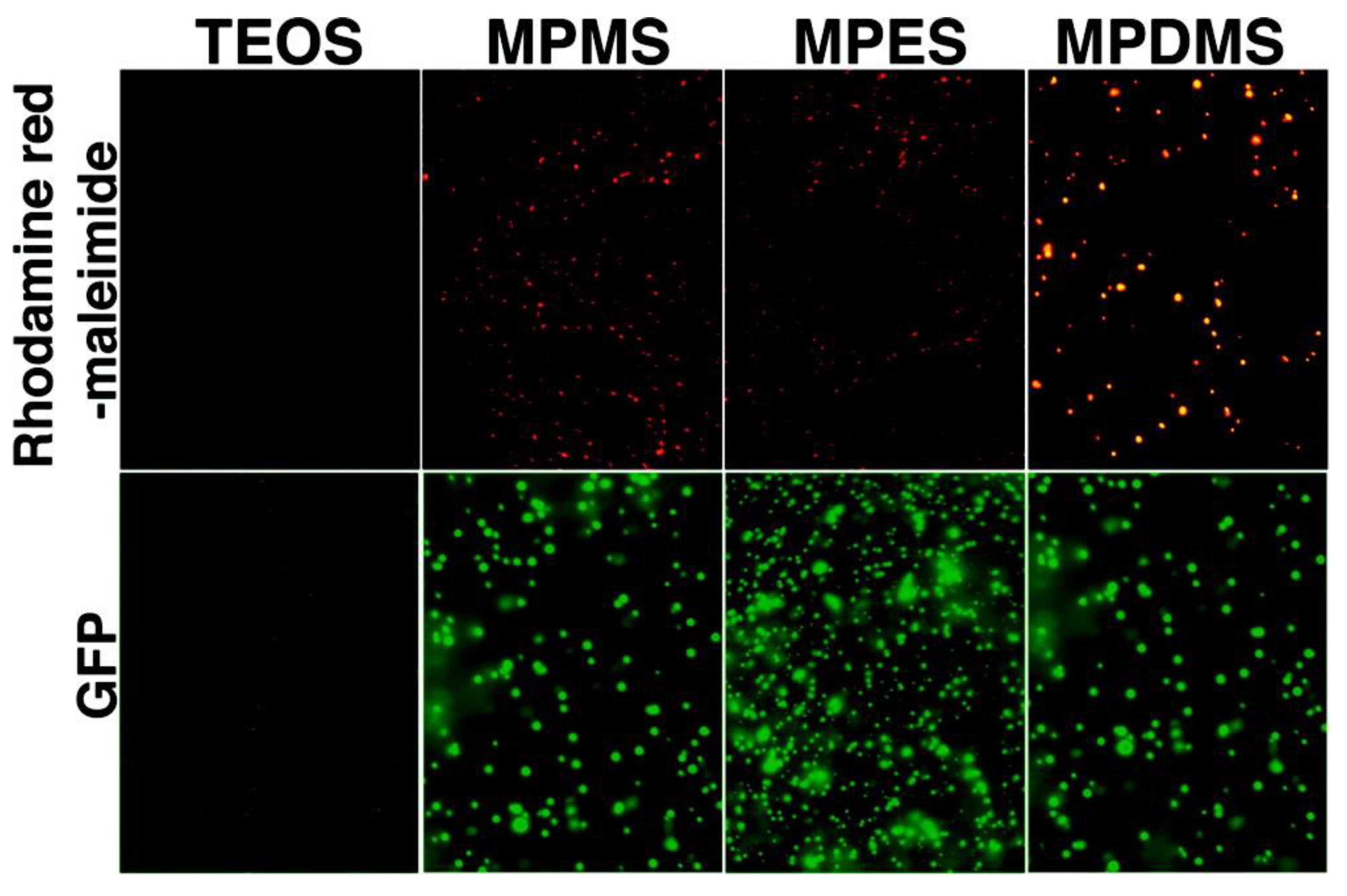 Pharmaceutics 12 00751 g003