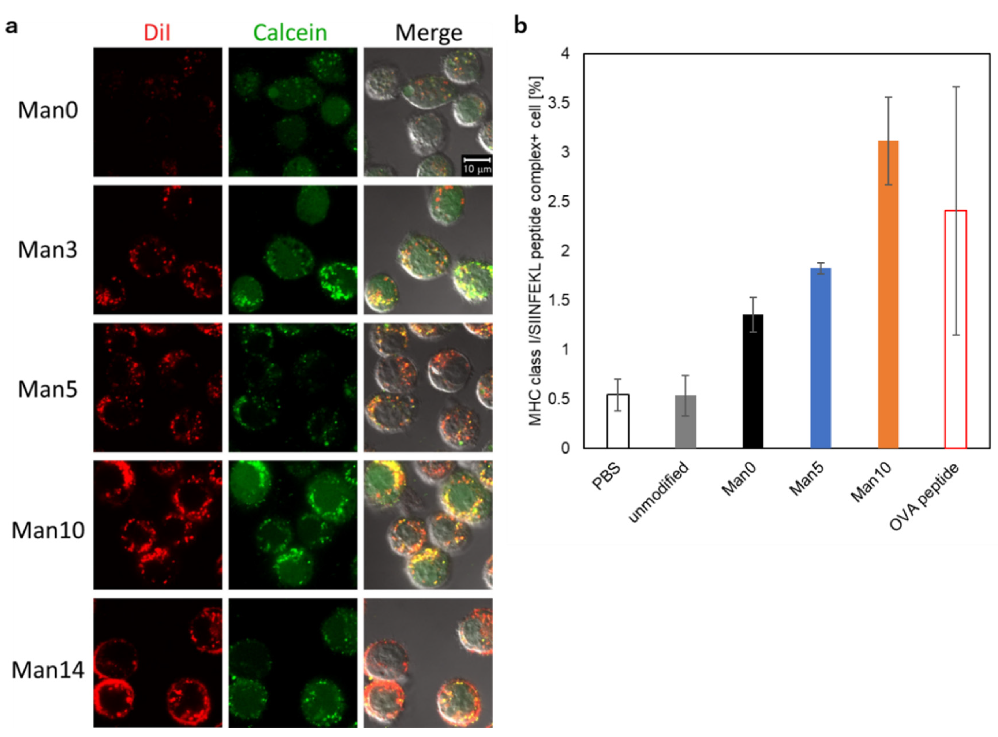 Pharmaceutics 12 00754 g005 Pharmaceutics 12 00754 g005