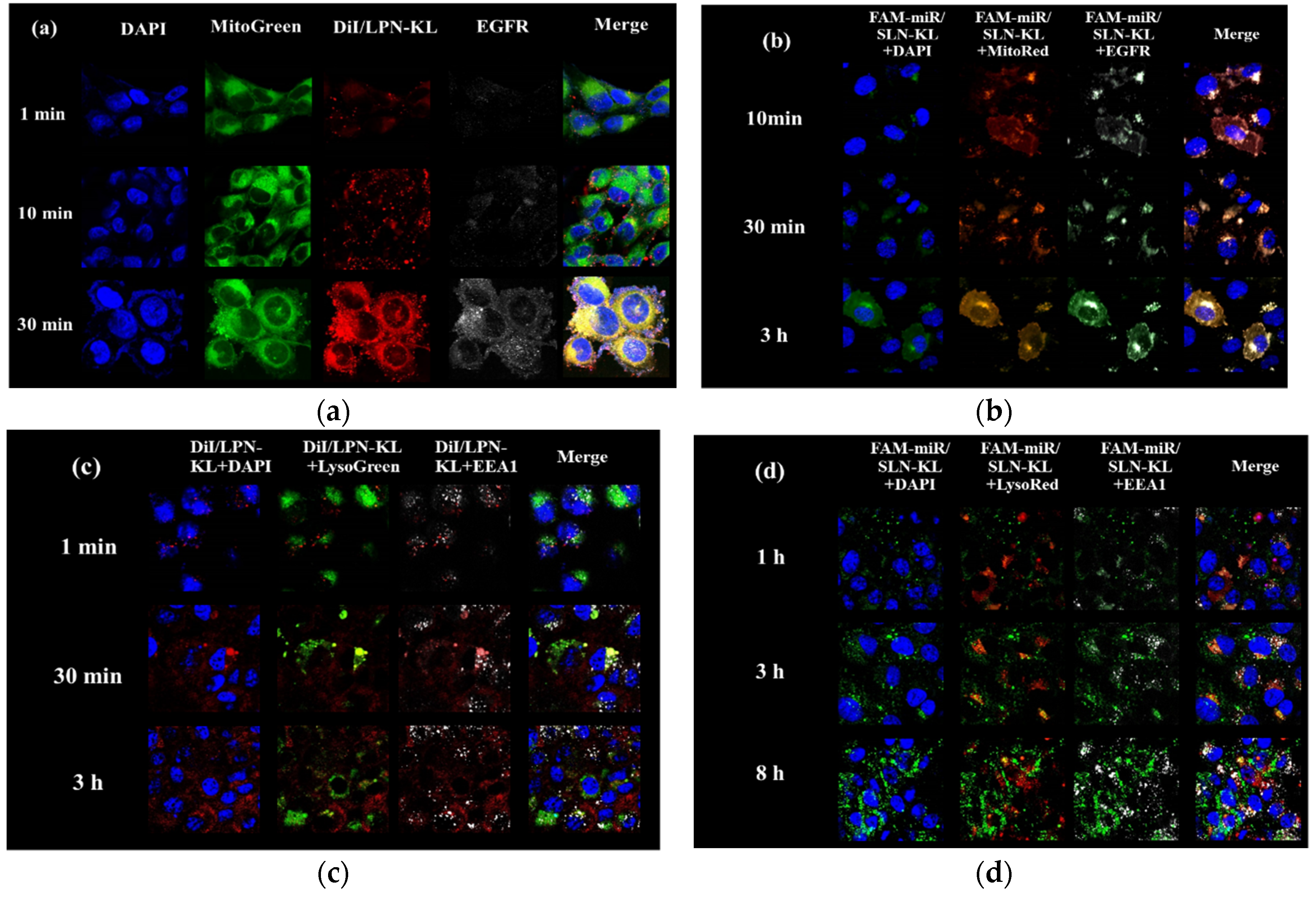 Pharmaceutics 12 00756 g002