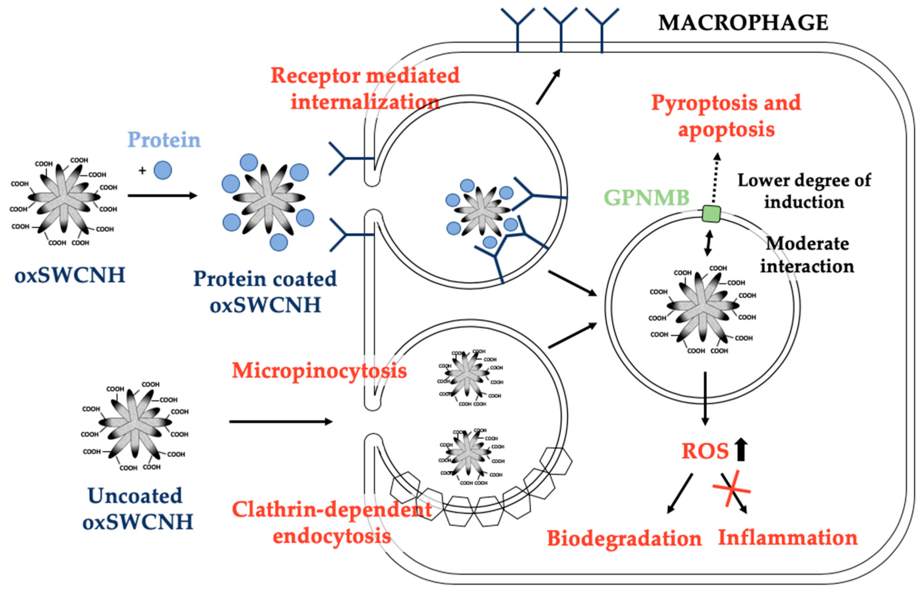 Pharmaceutics 12 00850 g003