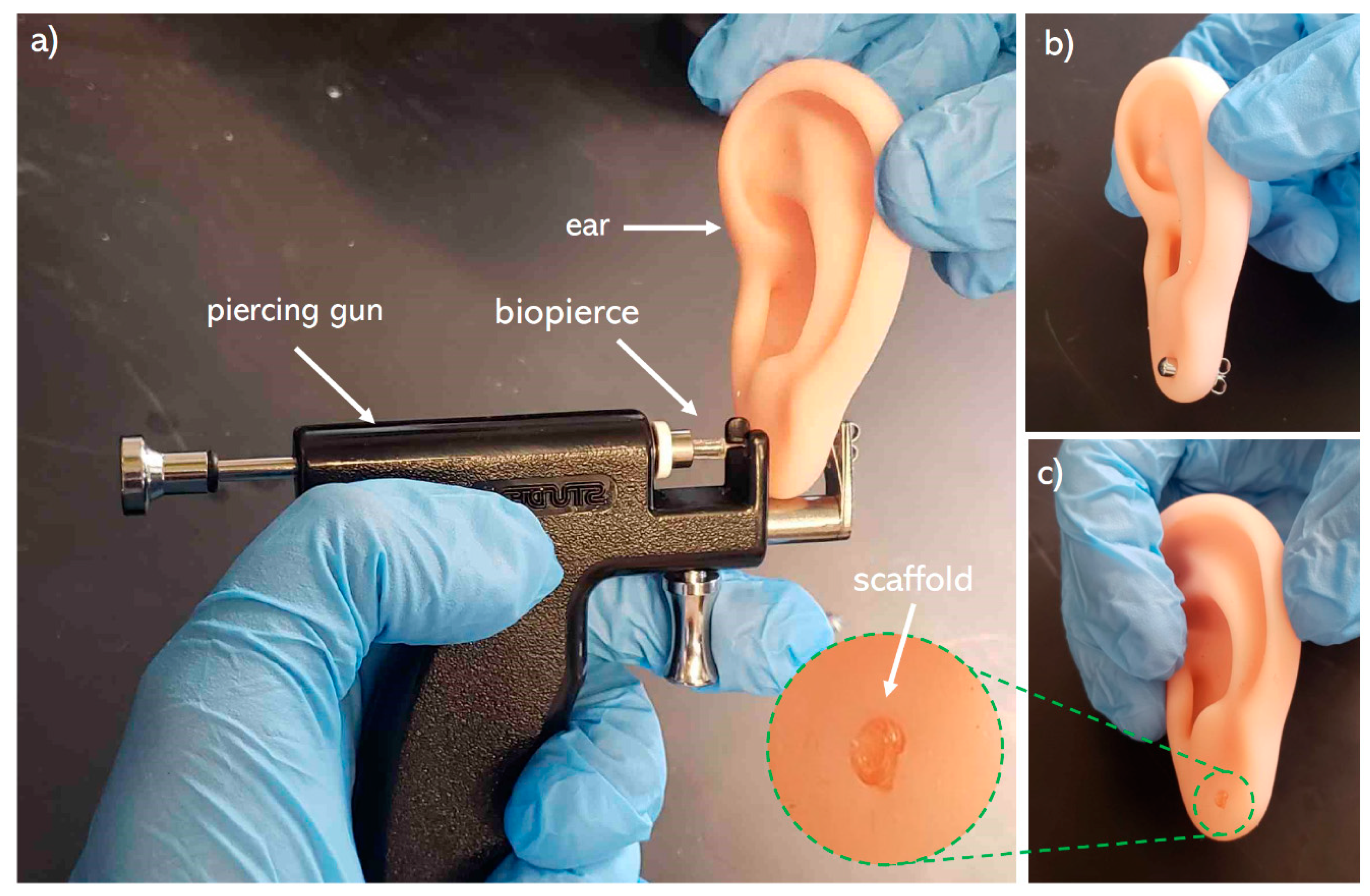 Pharmaceutics Free Full Text Development Of 3d Printed Drug Eluting Scaffolds For Preventing Piercing Infection Html