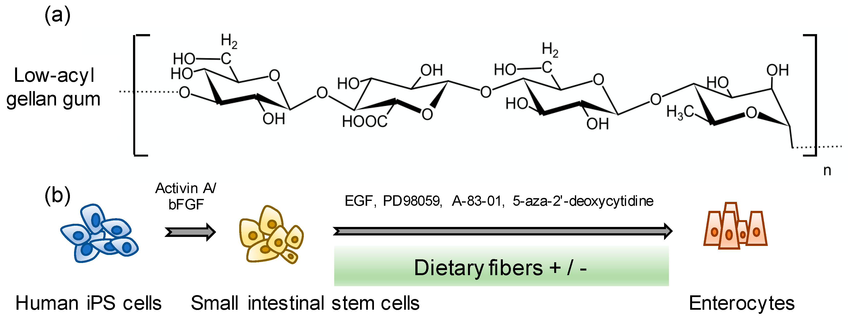 Pharmaceutics 12 00951 g001