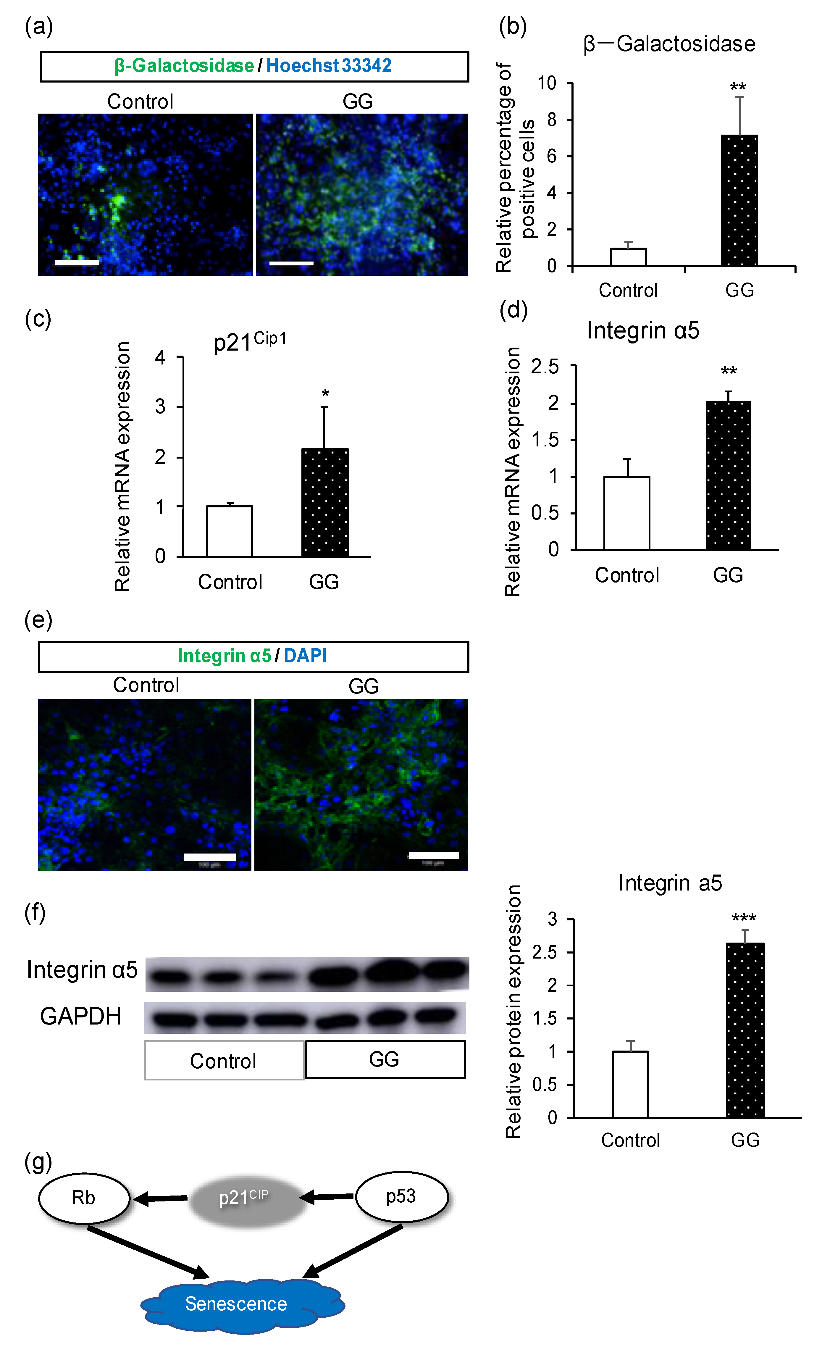 Pharmaceutics 12 00951 g004