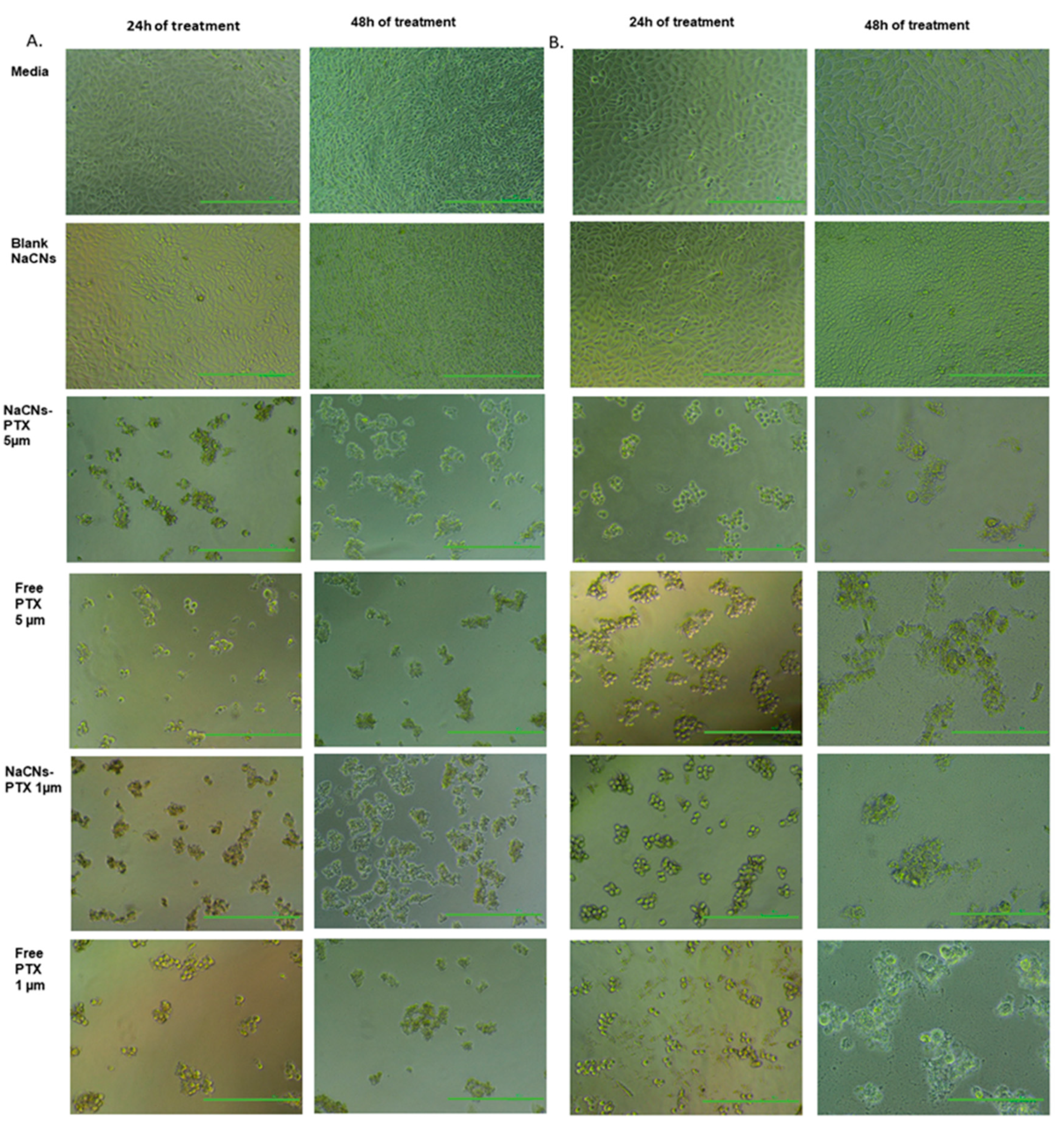 Pharmaceutics 12 00984 g014