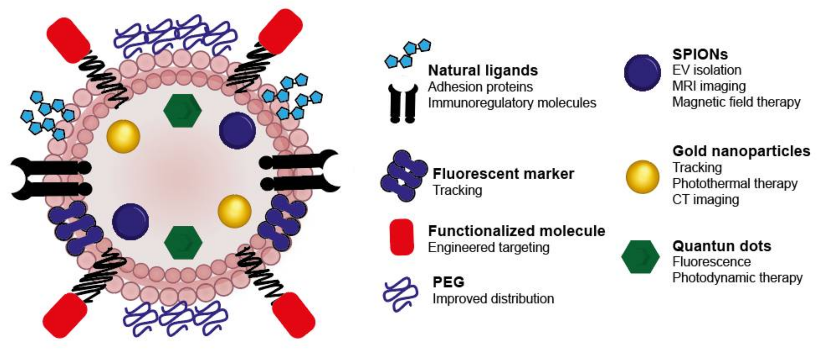 Pharmaceutics | Free Full-Text | Exploiting the Natural Properties of  Extracellular Vesicles in Targeted Delivery towards Specific Cells and  Tissues | HTML