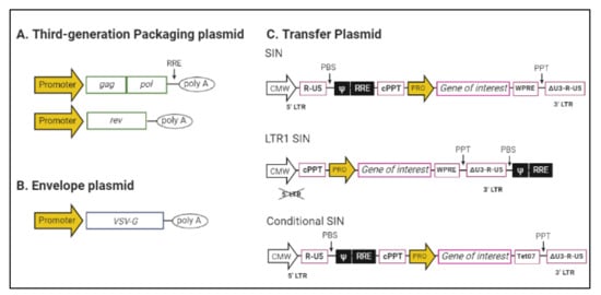 Comparison between retroviral vector and lentiviral vector (RV/LV)