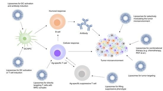 Pharmaceutics | Free Full-Text | Liposome-Based Drug Delivery Systems in  Cancer Immunotherapy | HTML