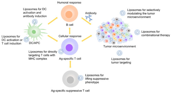Pharmaceutics Free Full Text Liposome Based Drug Delivery Systems In Cancer Immunotherapy Html