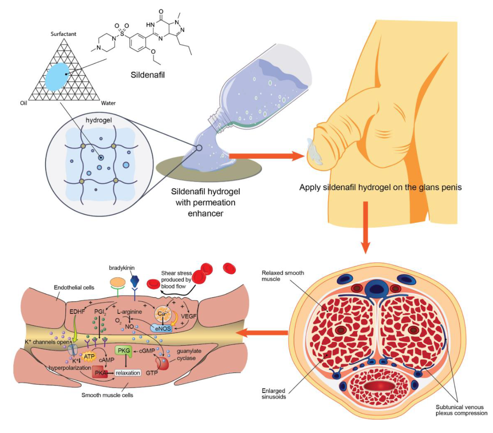 Pharmaceutics | Free Full-Text | Development of a Sildenafil Citrate  Microemulsion-Loaded Hydrogel as a Potential System for Drug Delivery to  the Penis and Its Cellular Metabolic Mechanism