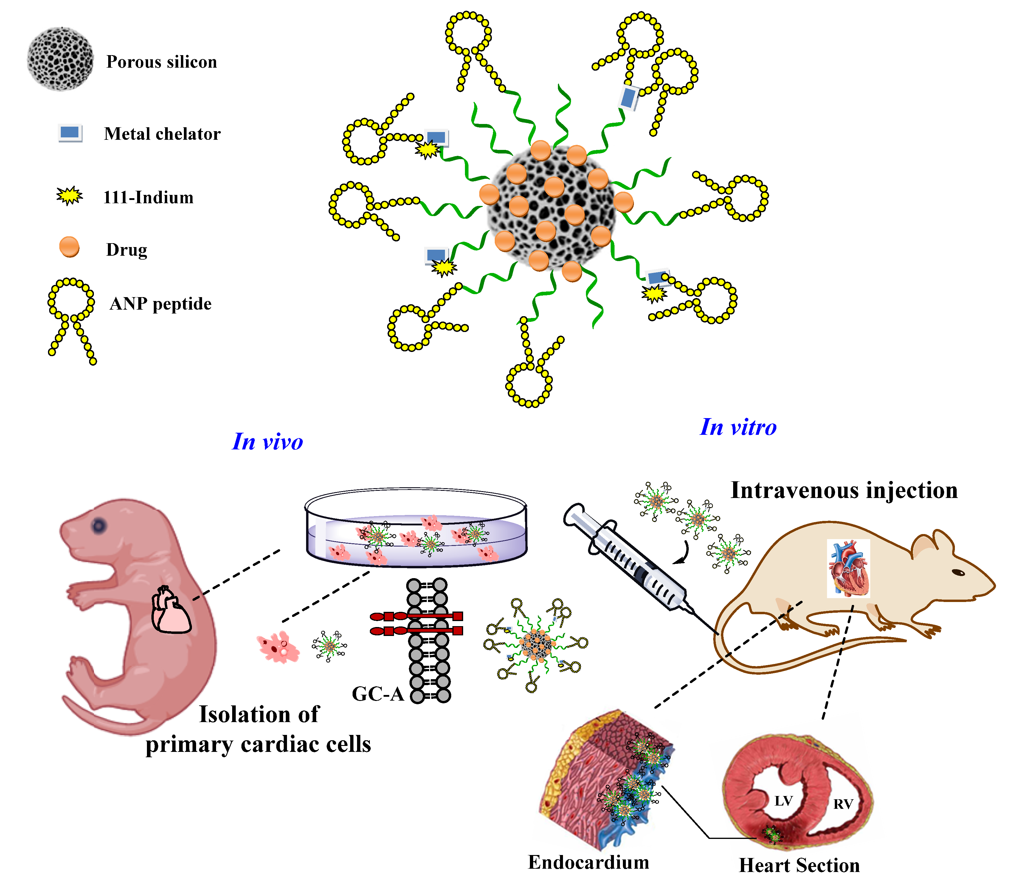 Pharmaceutics | Free Full-Text | Nanostructured Polymeric, Liposomal ...