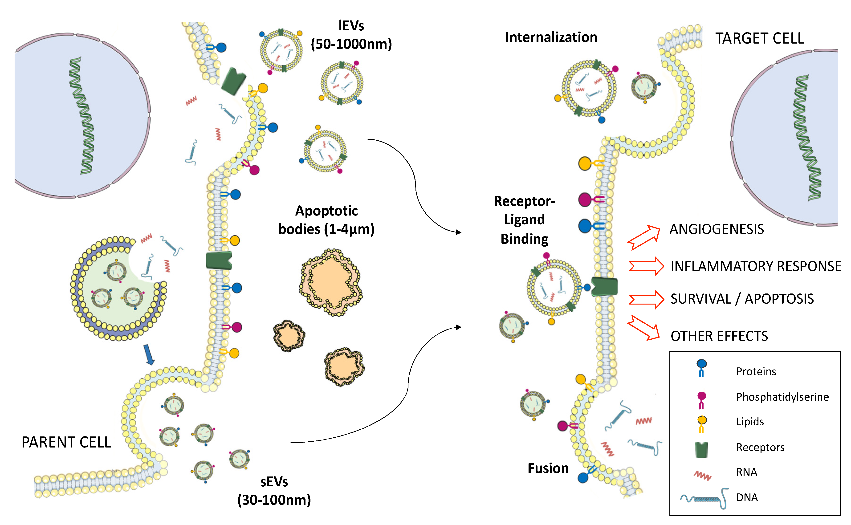 SOPAM - Bioregate