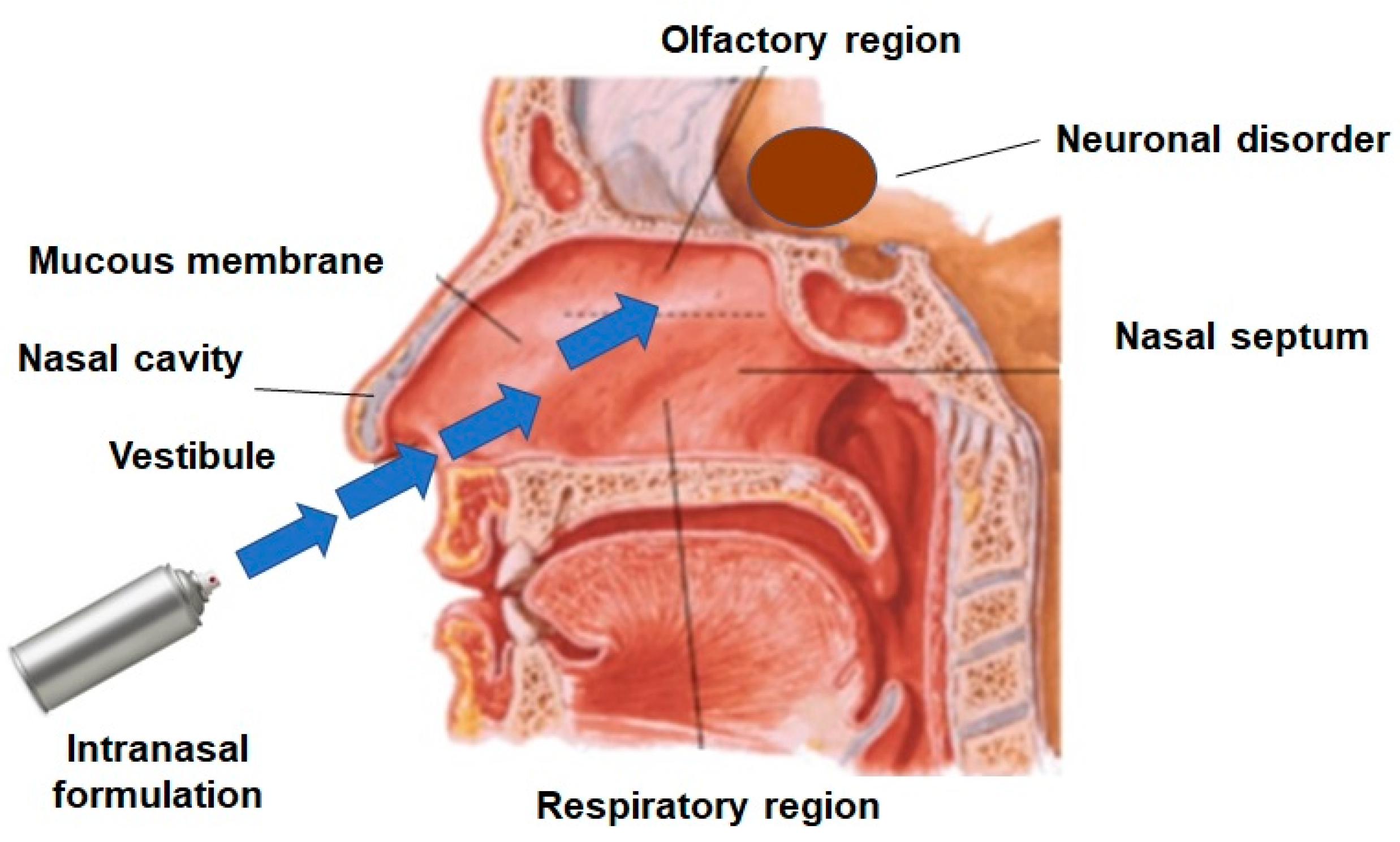 Нос мозг. Intranasal DDAVP. How does the Nasal Spray affect the mucous membrane?.