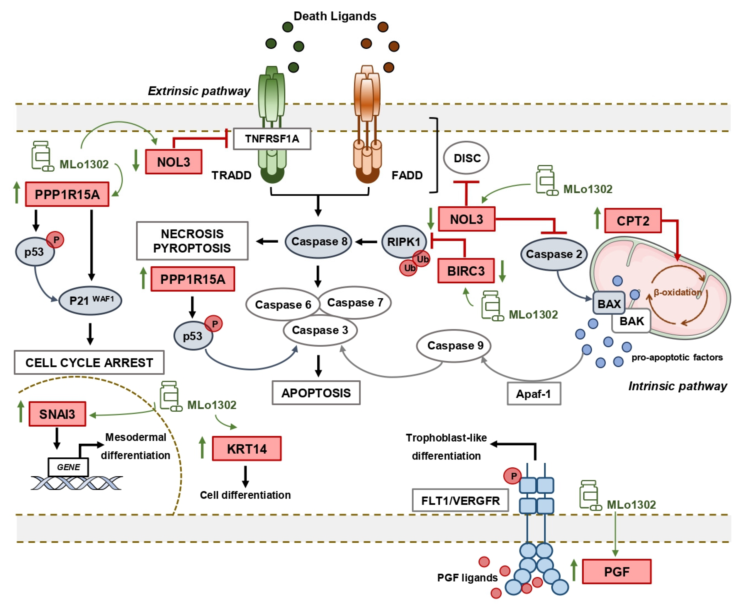 Pharmaceutics 13 00073 g006