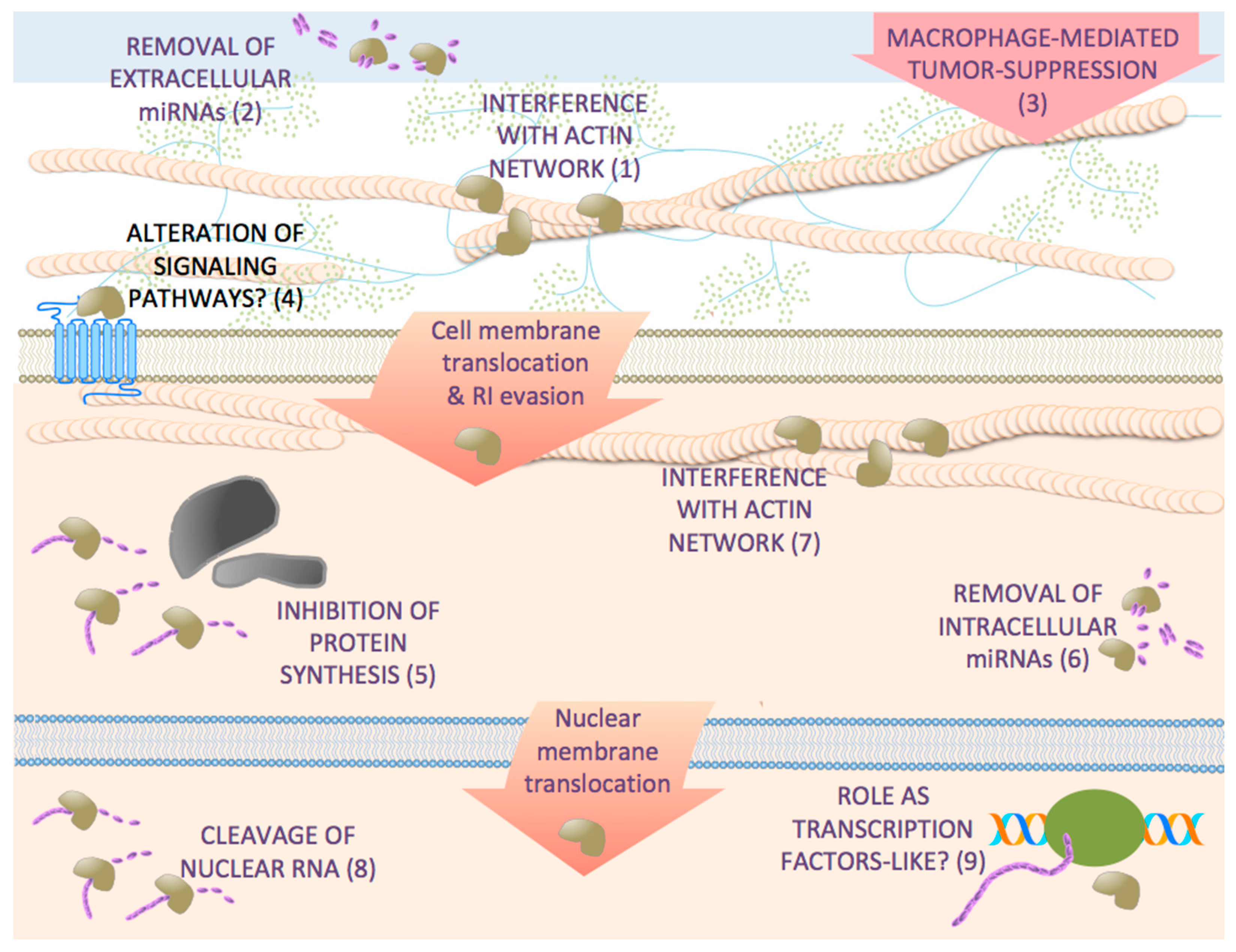 Pharmaceutics 13 00082 g001