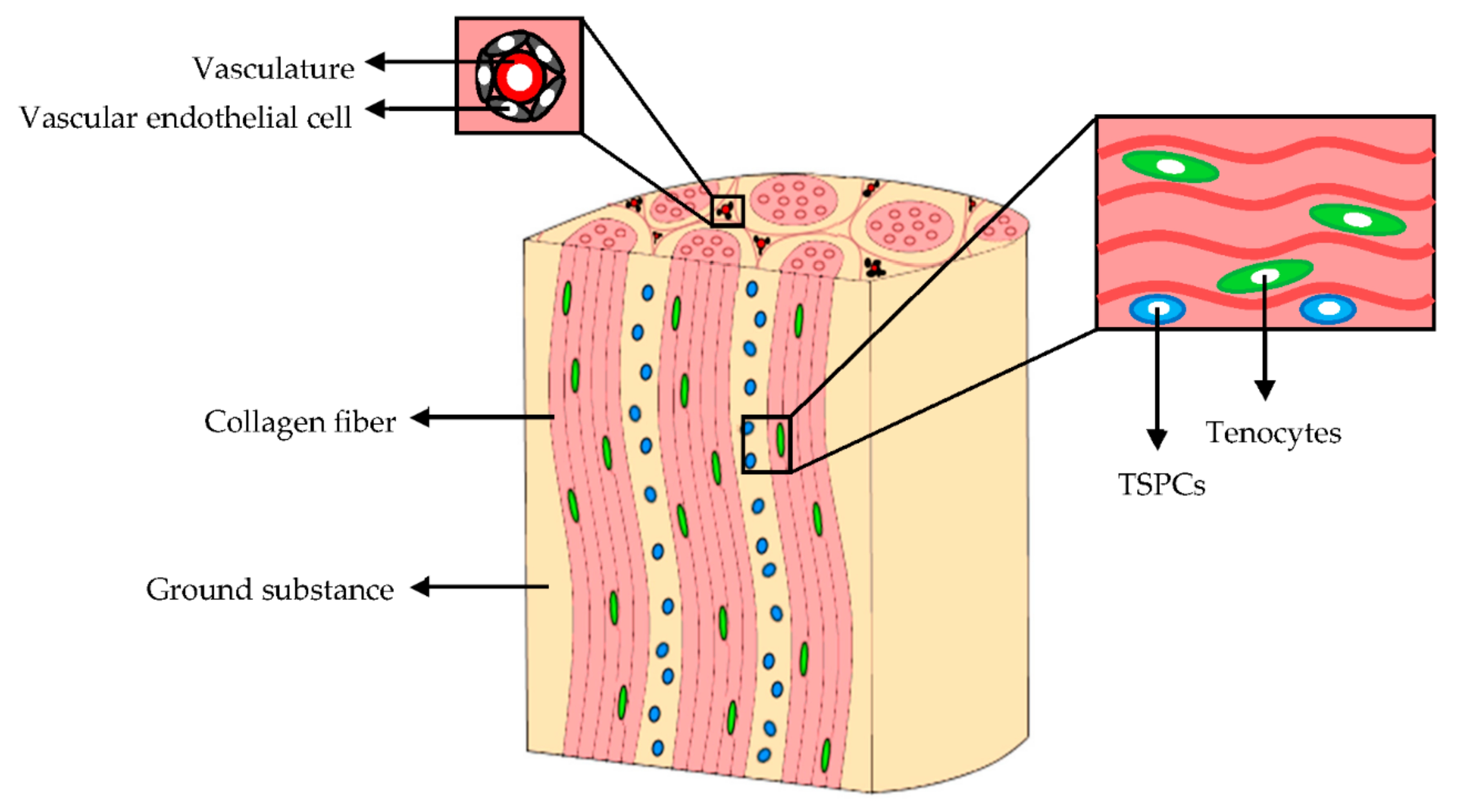 Tissue engineering. Biopolymers in Cell.