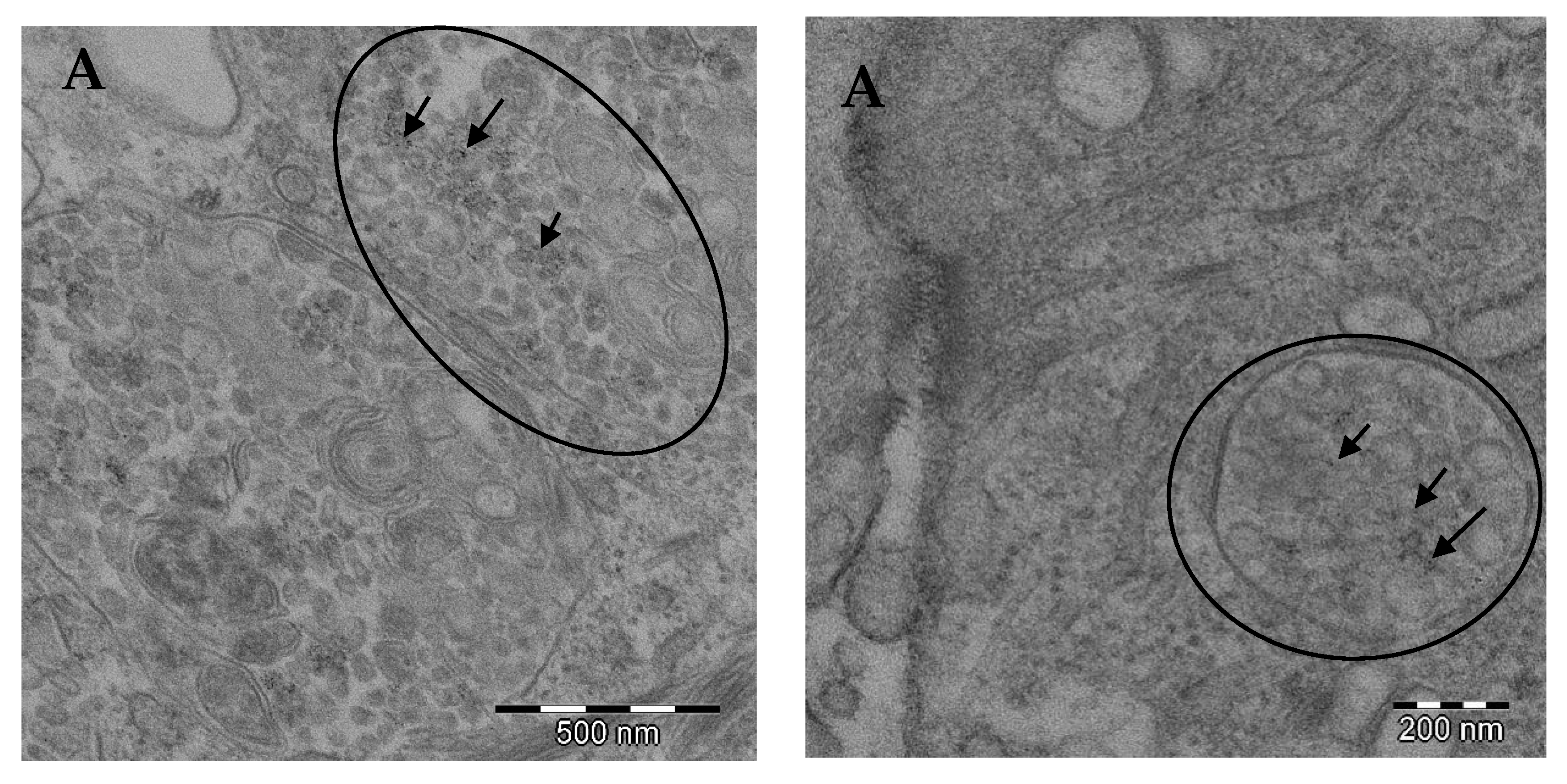 Pharmaceutics Free Full Text Ultra Small Iron Nanoparticles Target Mitochondria Inducing Autophagy Acting On Mitochondrial Dna And Reducing Respiration Html Naegel Vor Dem Lackieren Entfetten