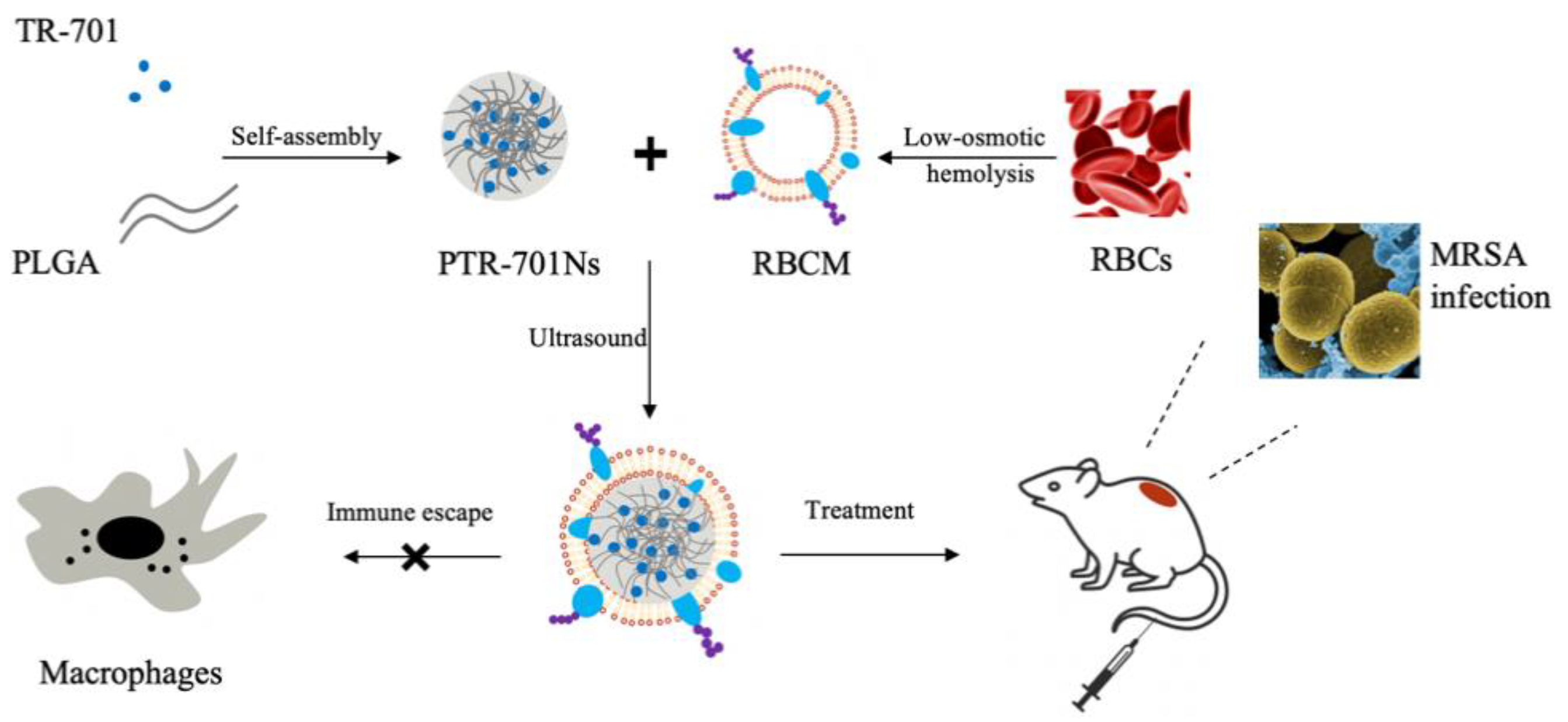 Pharmaceutics 13 00099 g001