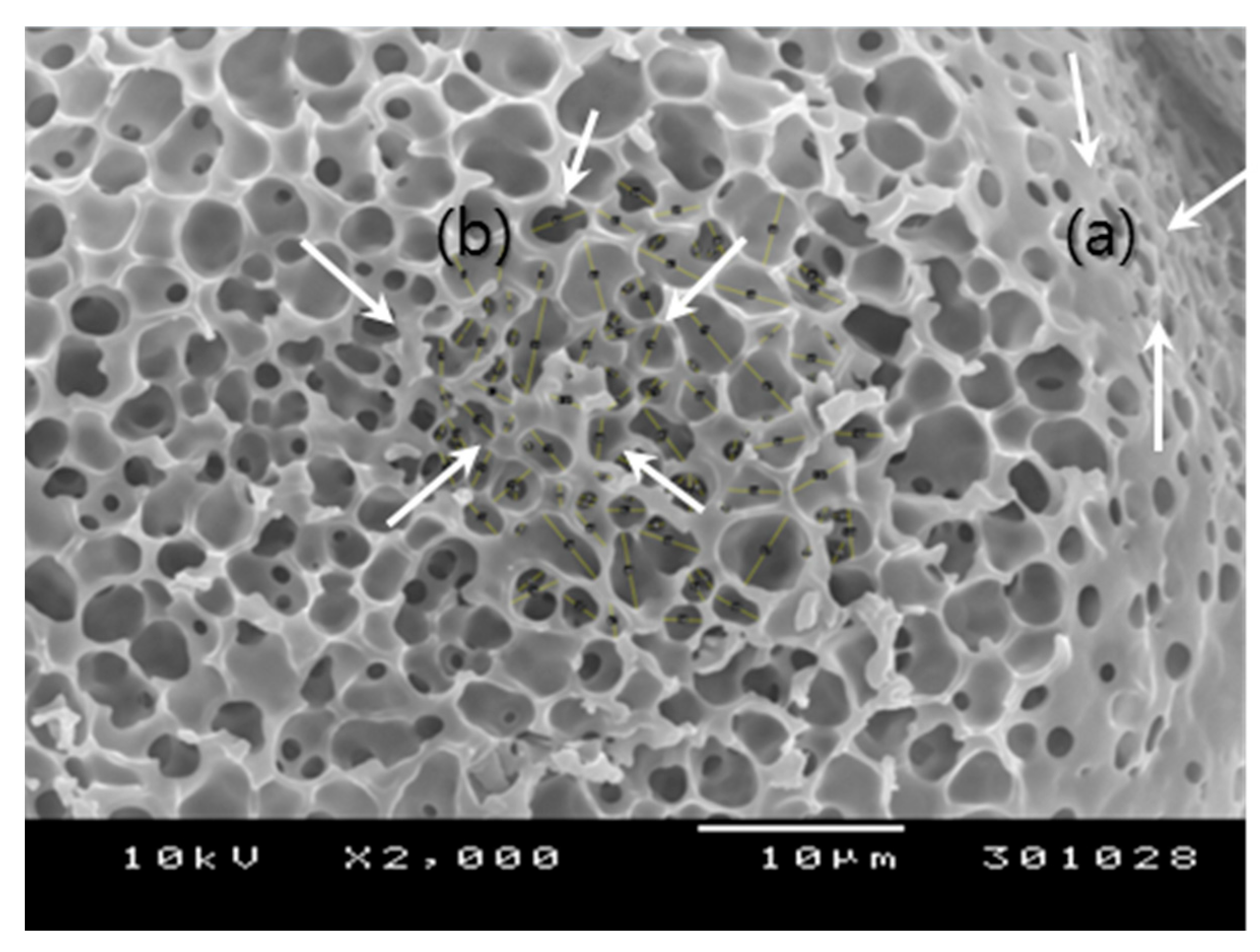 Pharmaceutics 13 00137 g002