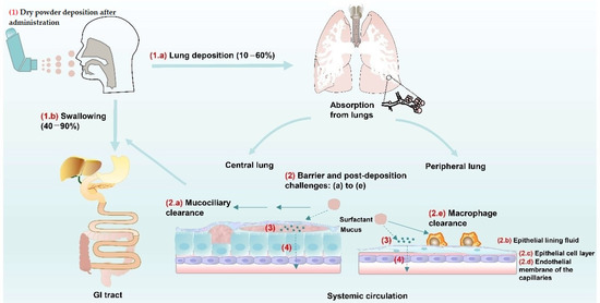 Pharmaceutics | Free Full-Text | Inhaled RNA Therapeutics for Obstructive  Airway Diseases: Recent Advances and Future Prospects | HTML