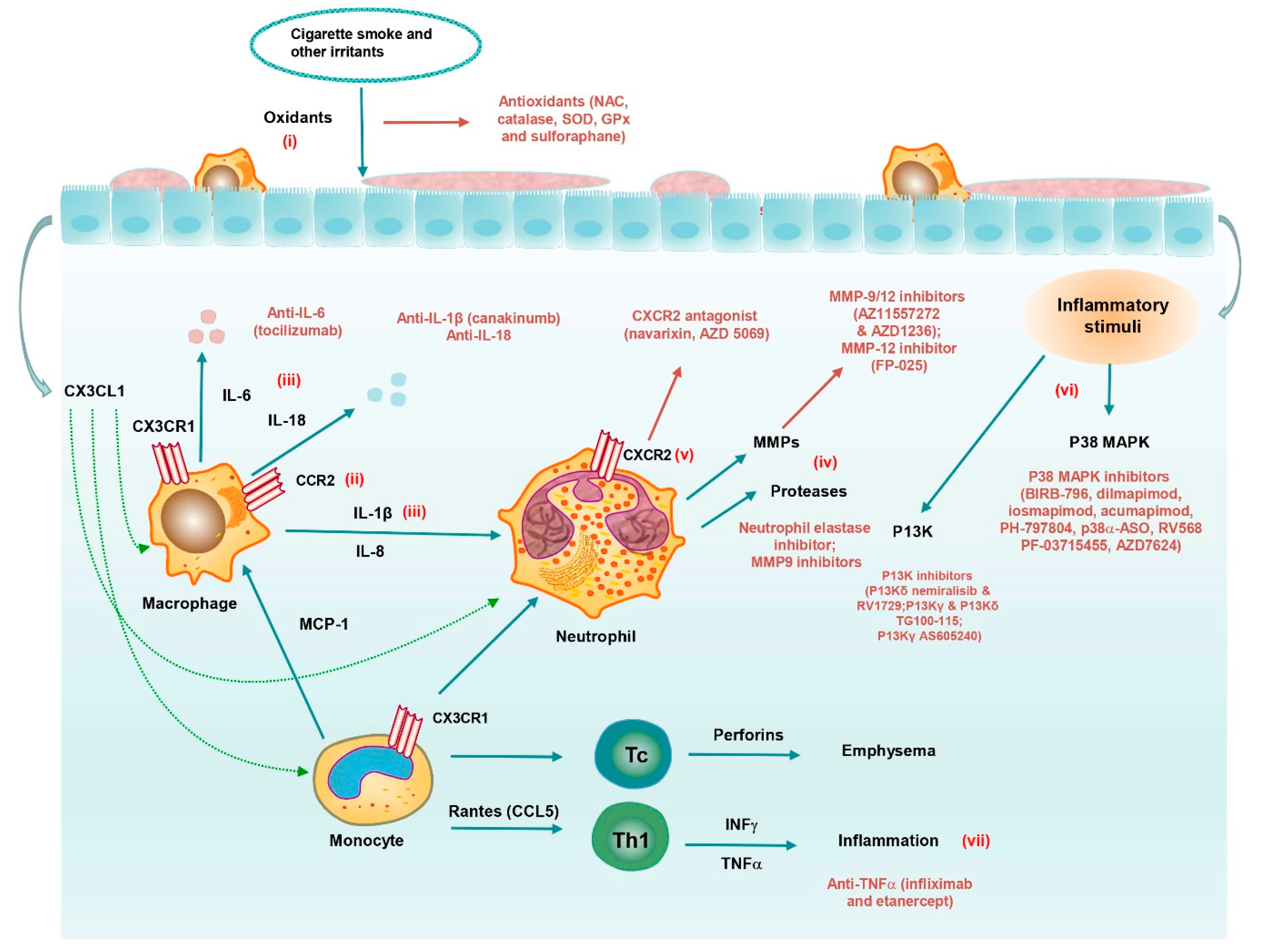 Pharmaceutics 13 00177 g002