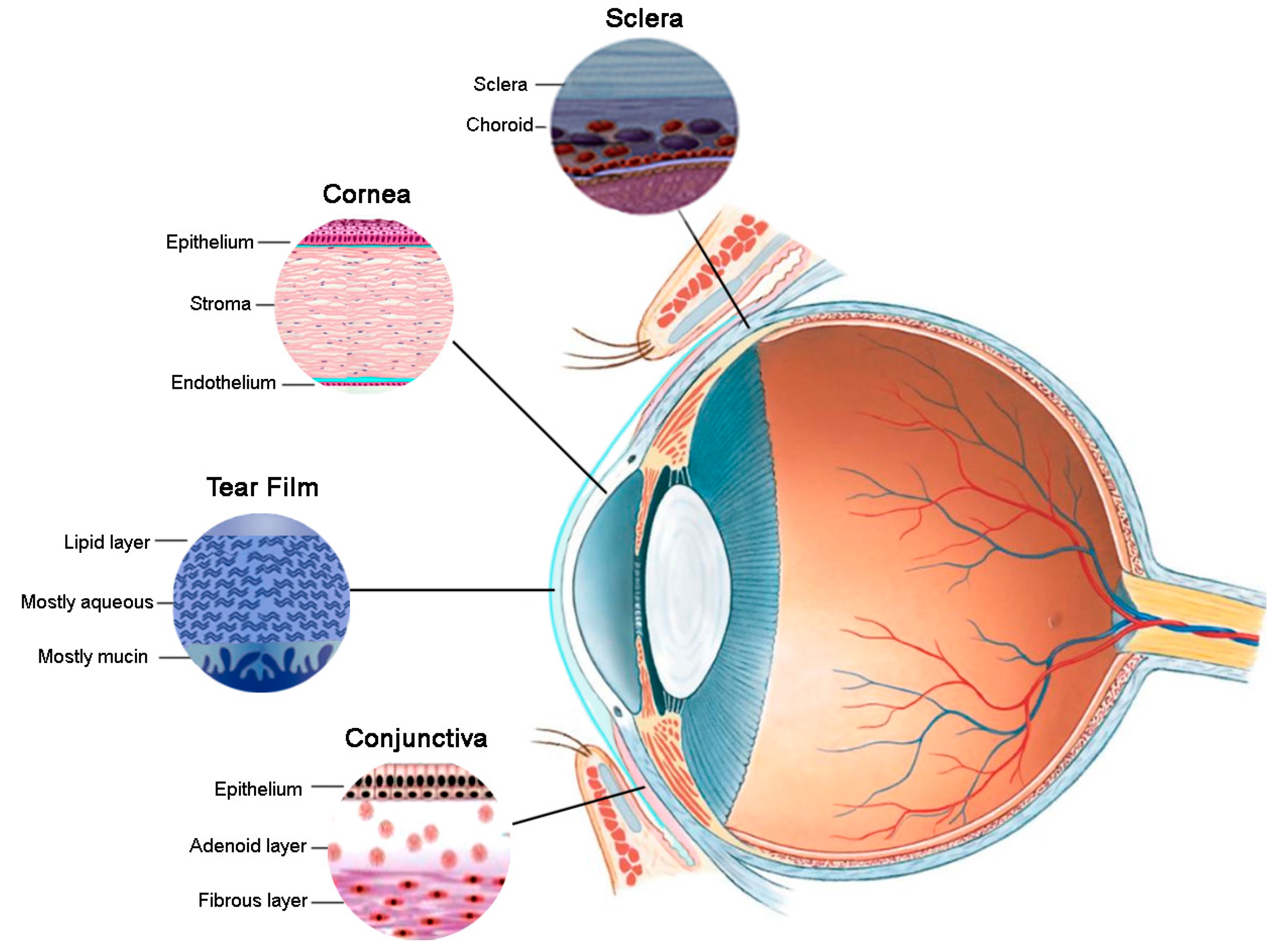 Pharmaceutics | Free Full-Text | Formulation Considerations for the  Management of Dry Eye Disease