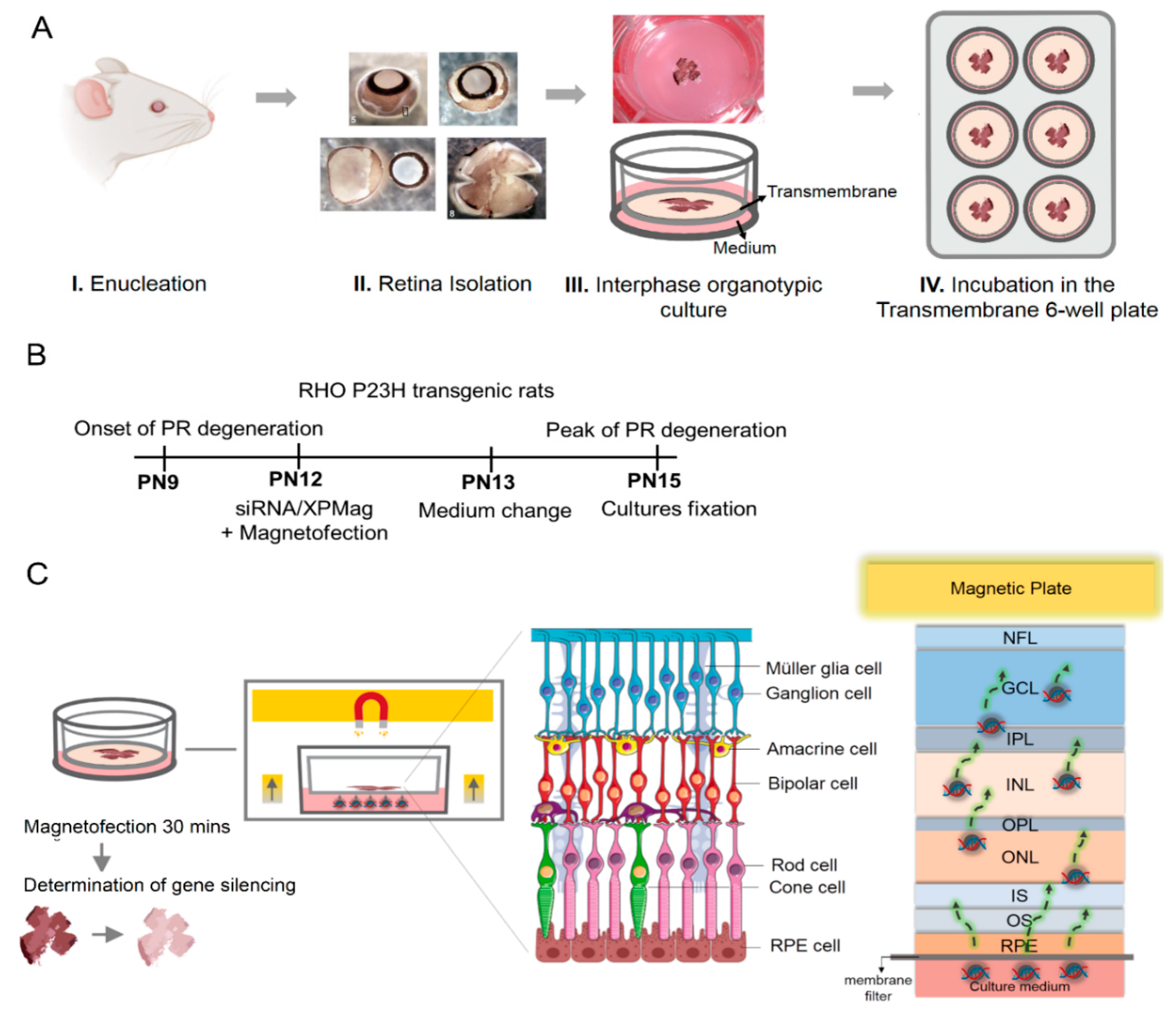 Pharmaceutics 13 00225 g003