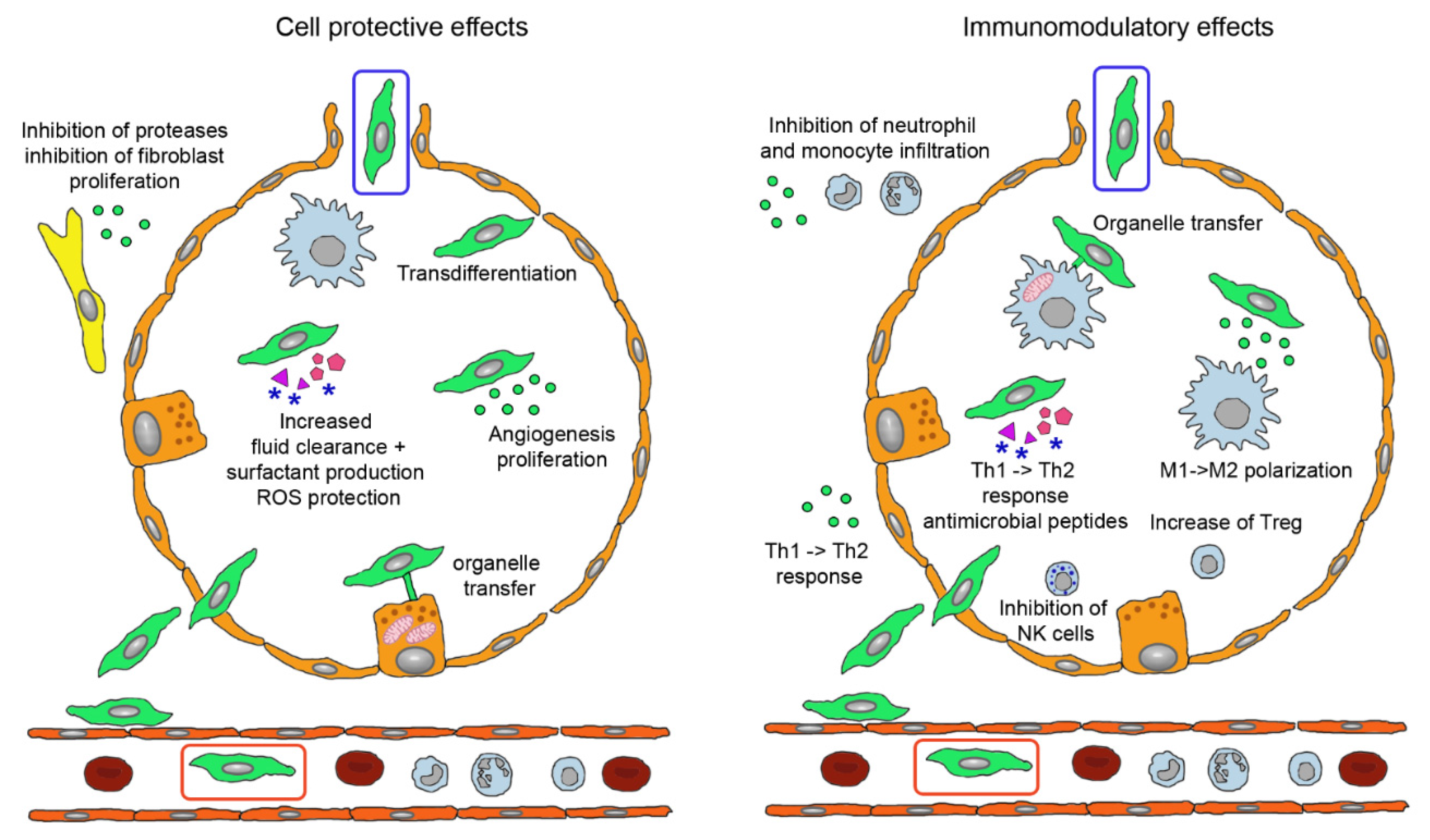 Pharmaceutics | Free Full-Text | Therapeutic Potential of Mesenchymal ...