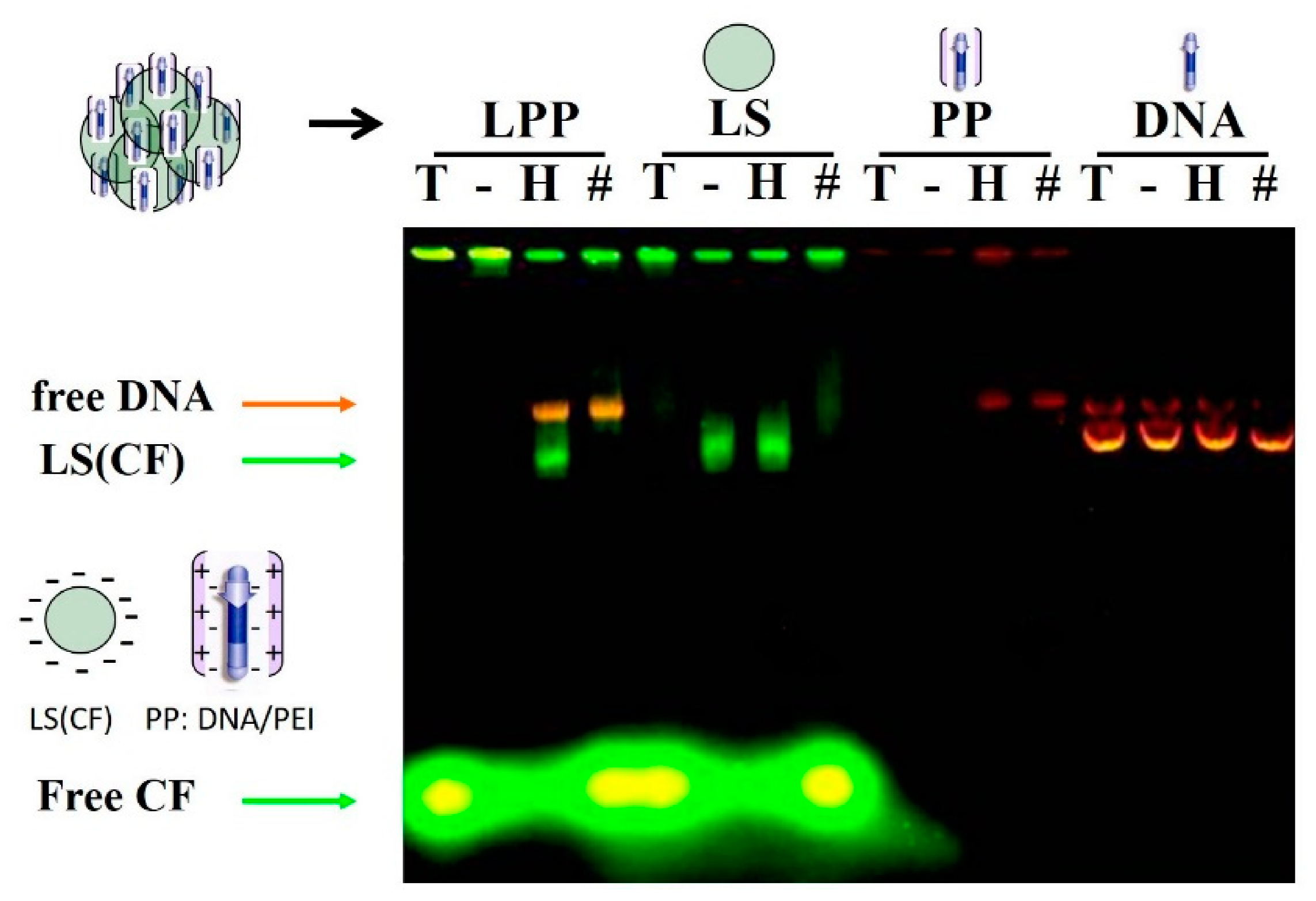 Pharmaceutics 13 00281 g002