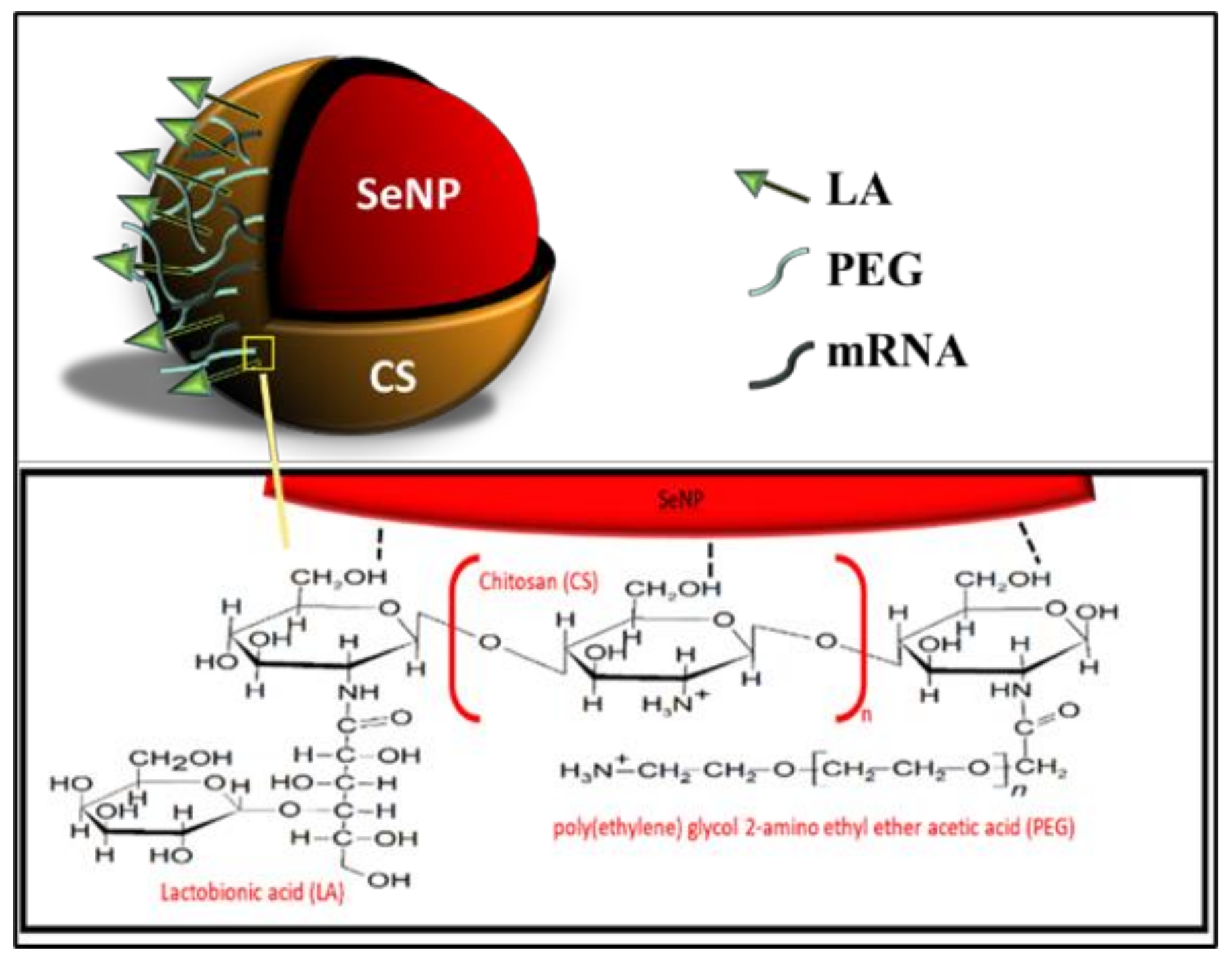 Pharmaceutics 13 00298 g002