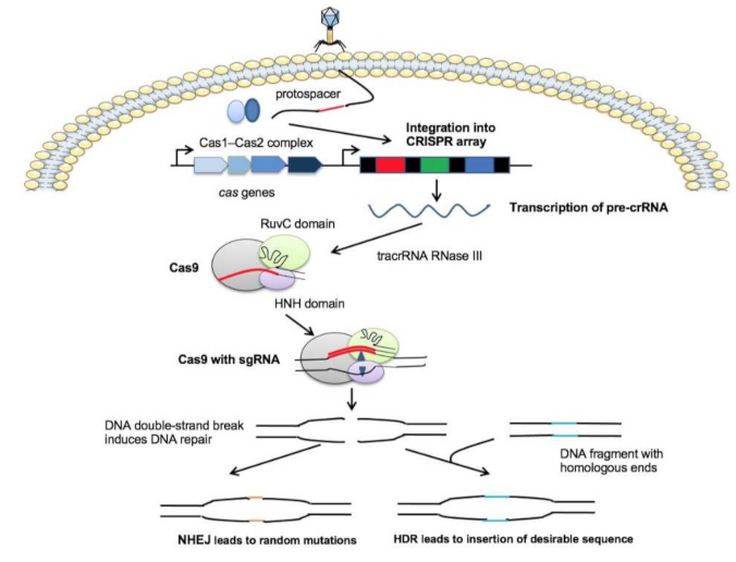 Pharmaceutics | Free Full-Text | Novel Strategy to Combat