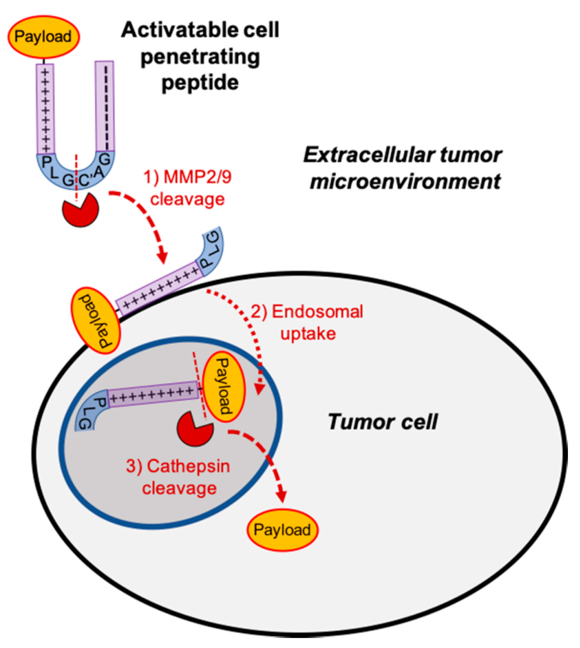 Pharmaceutics Free Full Text Tumor Activated Cell Perating Peptides To Selectively Deliver Immune Modulatory Drugs Html