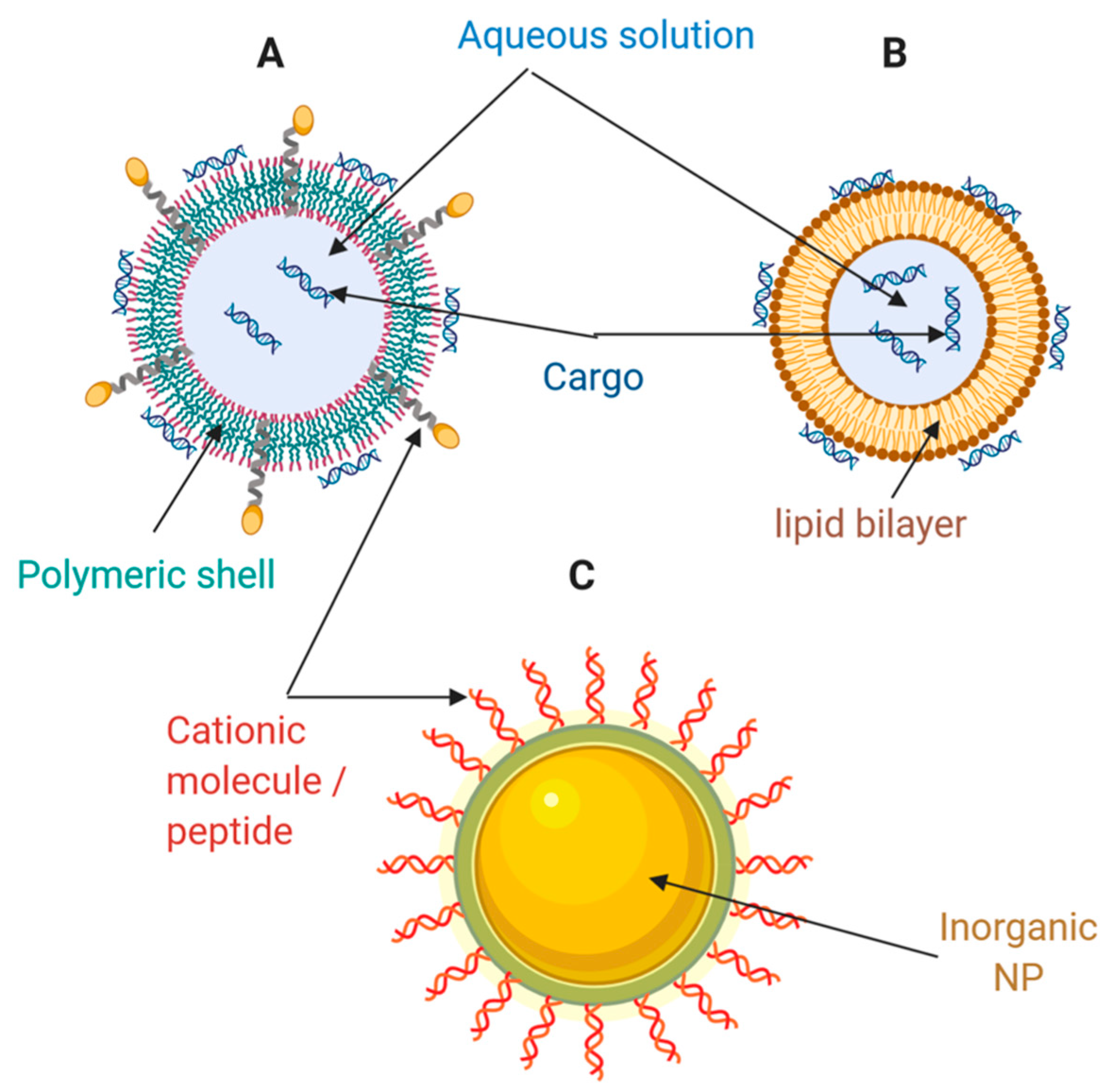 Pharmaceutics Free Full Text Delivery Systems For Nucleic Acids And Proteins Barriers Cell Capture Pathways And Nanocarriers Html