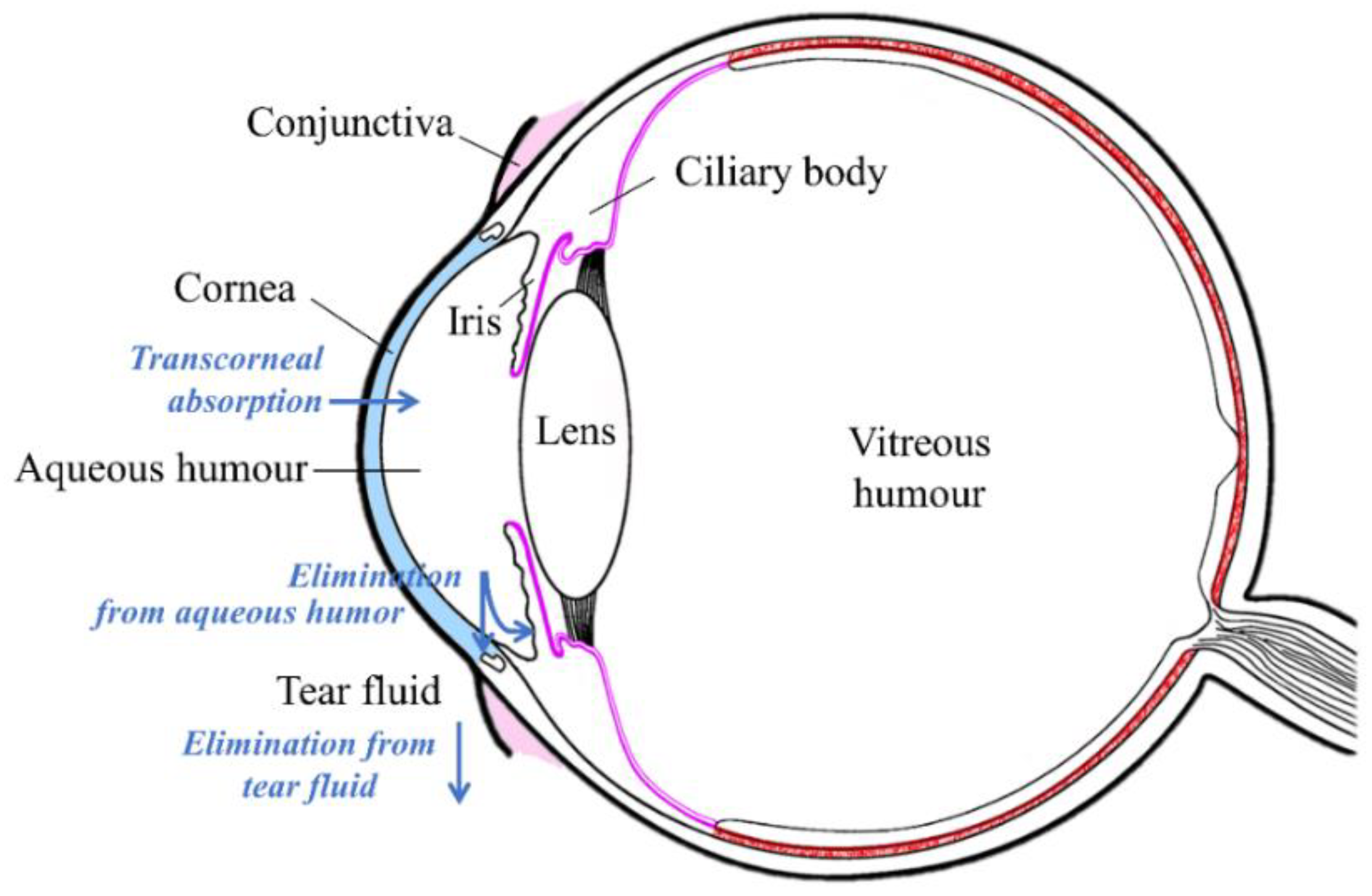 Pharmaceutics Free Full Text Biopharmaceutics Of Topical Ophthalmic Suspensions Importance Of Viscosity And Particle Size In Ocular Absorption Of Indomethacin Html