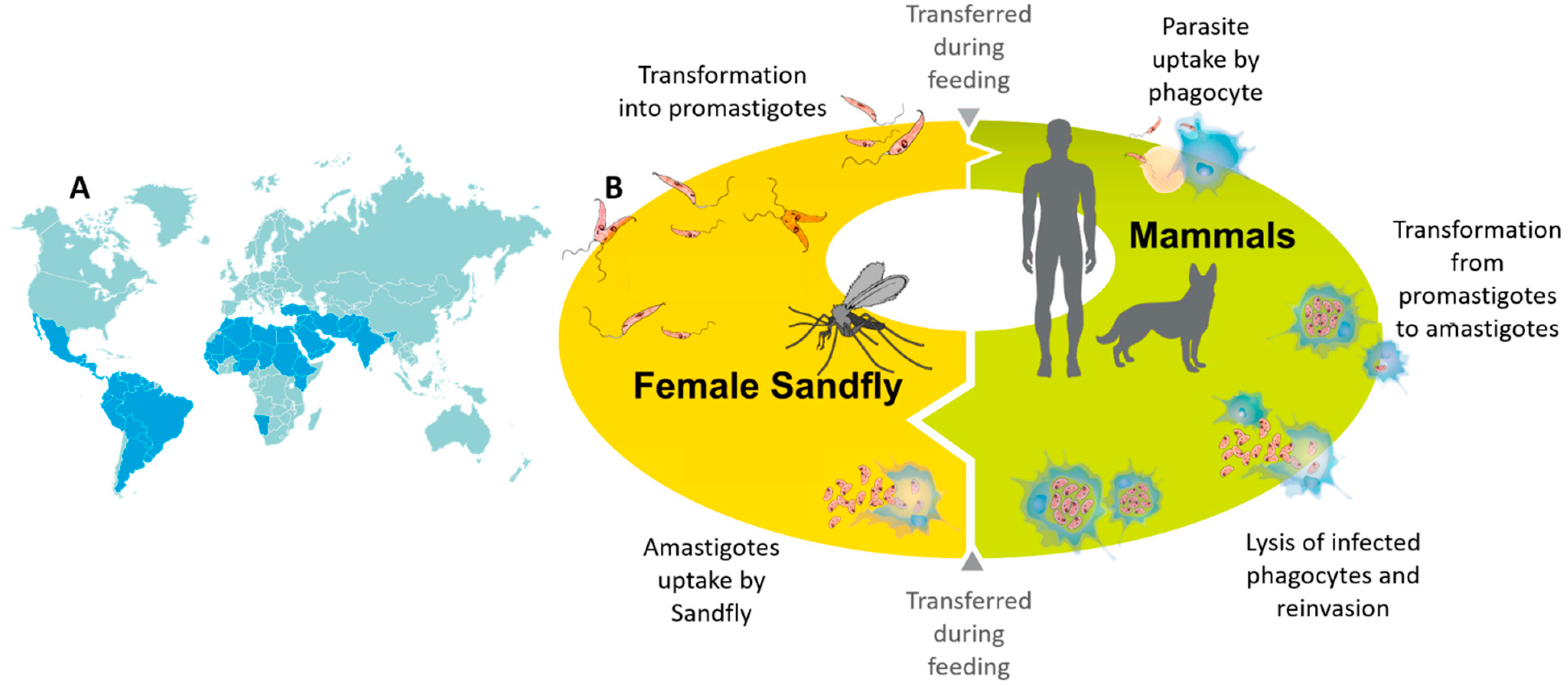 Pharmaceutics 13 00491 g001