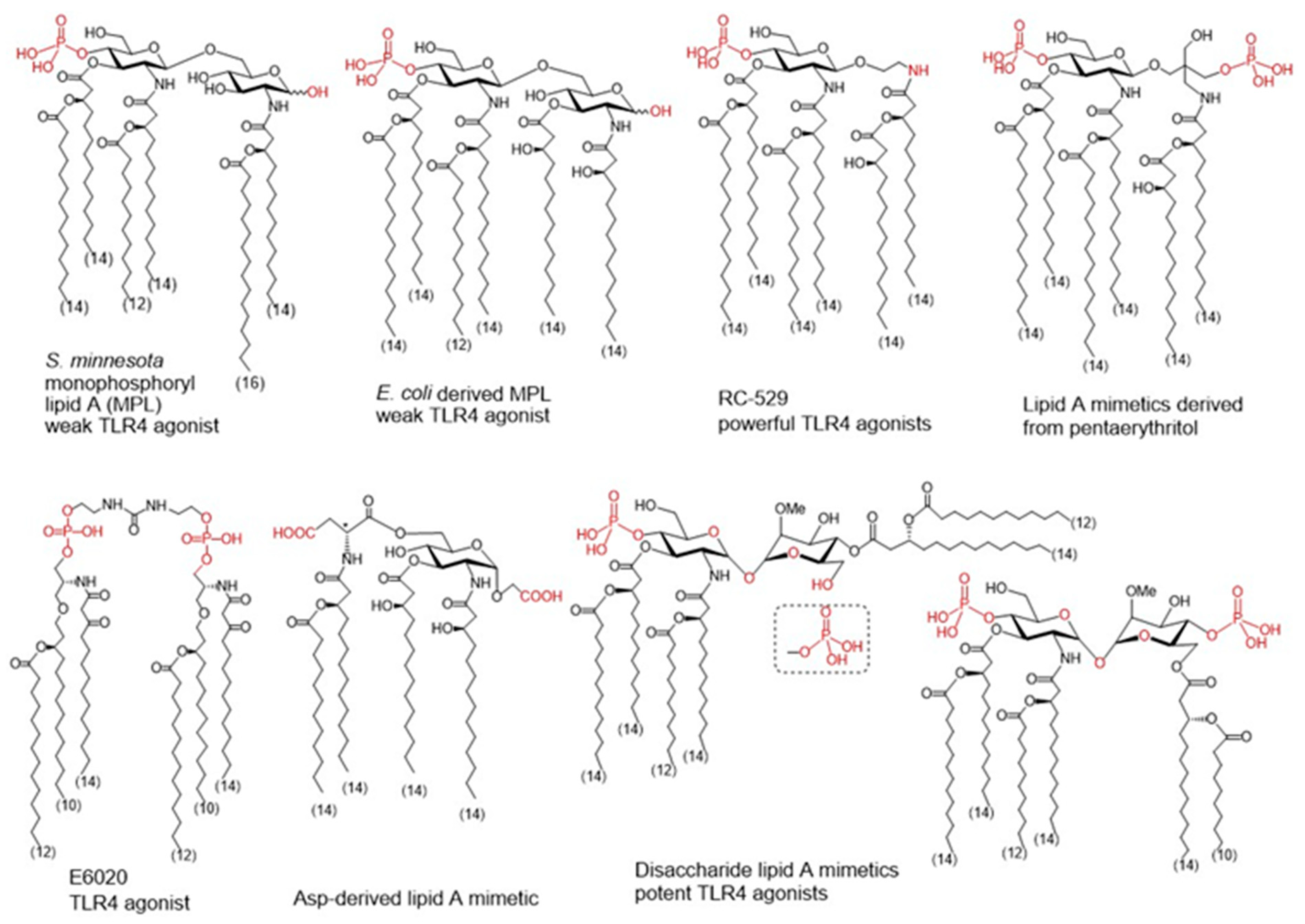 PCPP-32-101 Free Braindumps