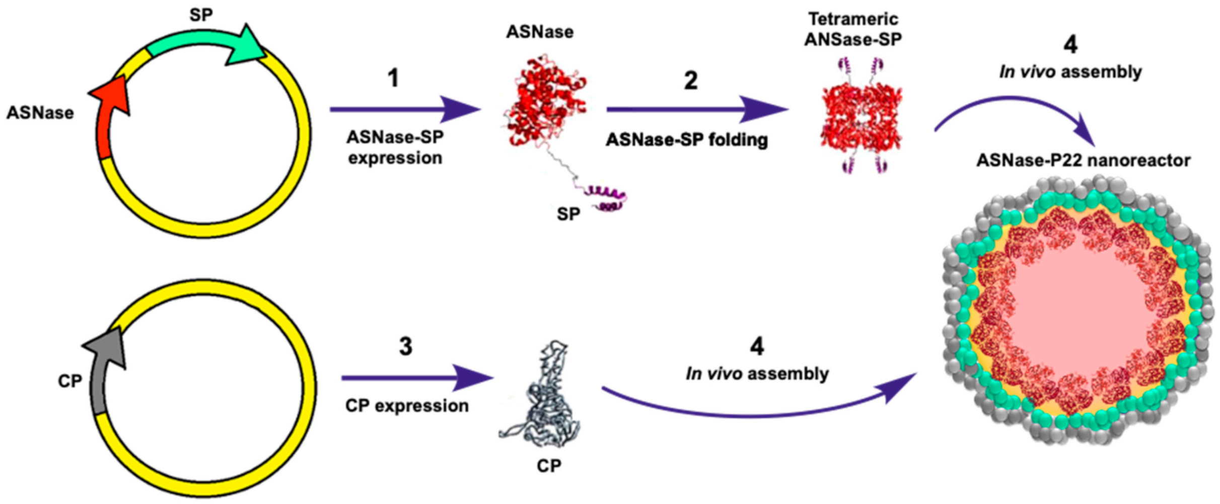 Pharmaceutics 13 00604 g001 Pharmaceutics 13 00604 g001