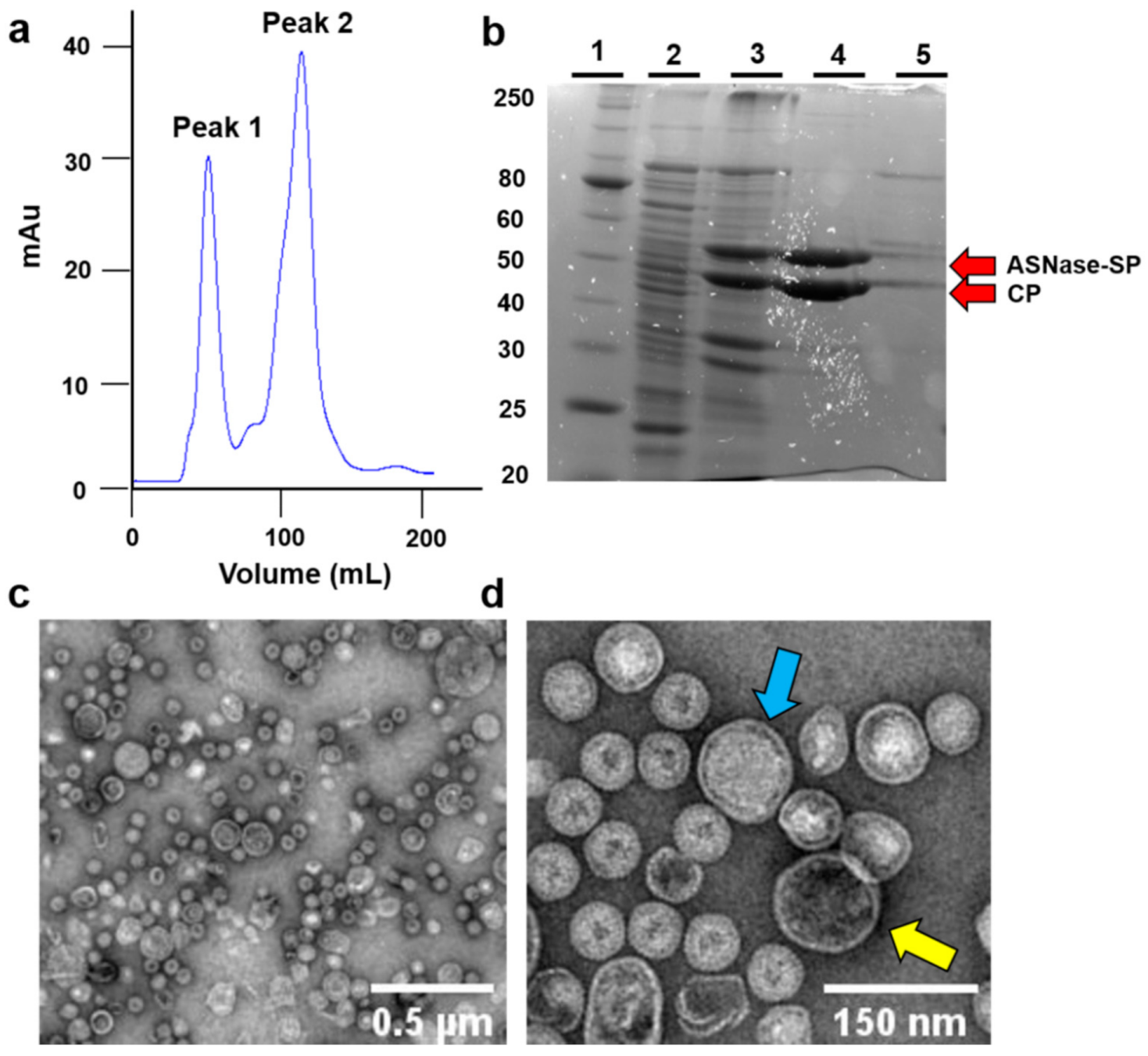 Pharmaceutics 13 00604 g002 Pharmaceutics 13 00604 g002