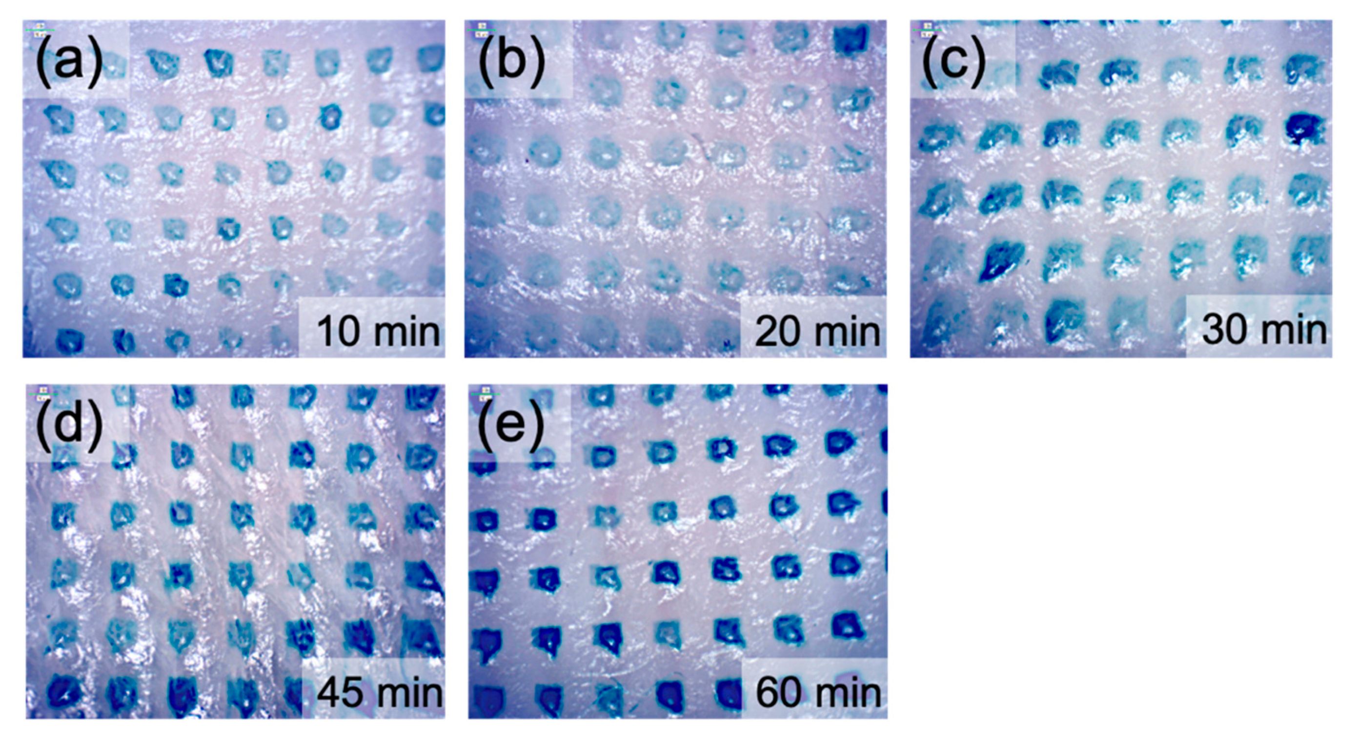 Pharmaceutics 13 00607 g005 Pharmaceutics 13 00607 g005
