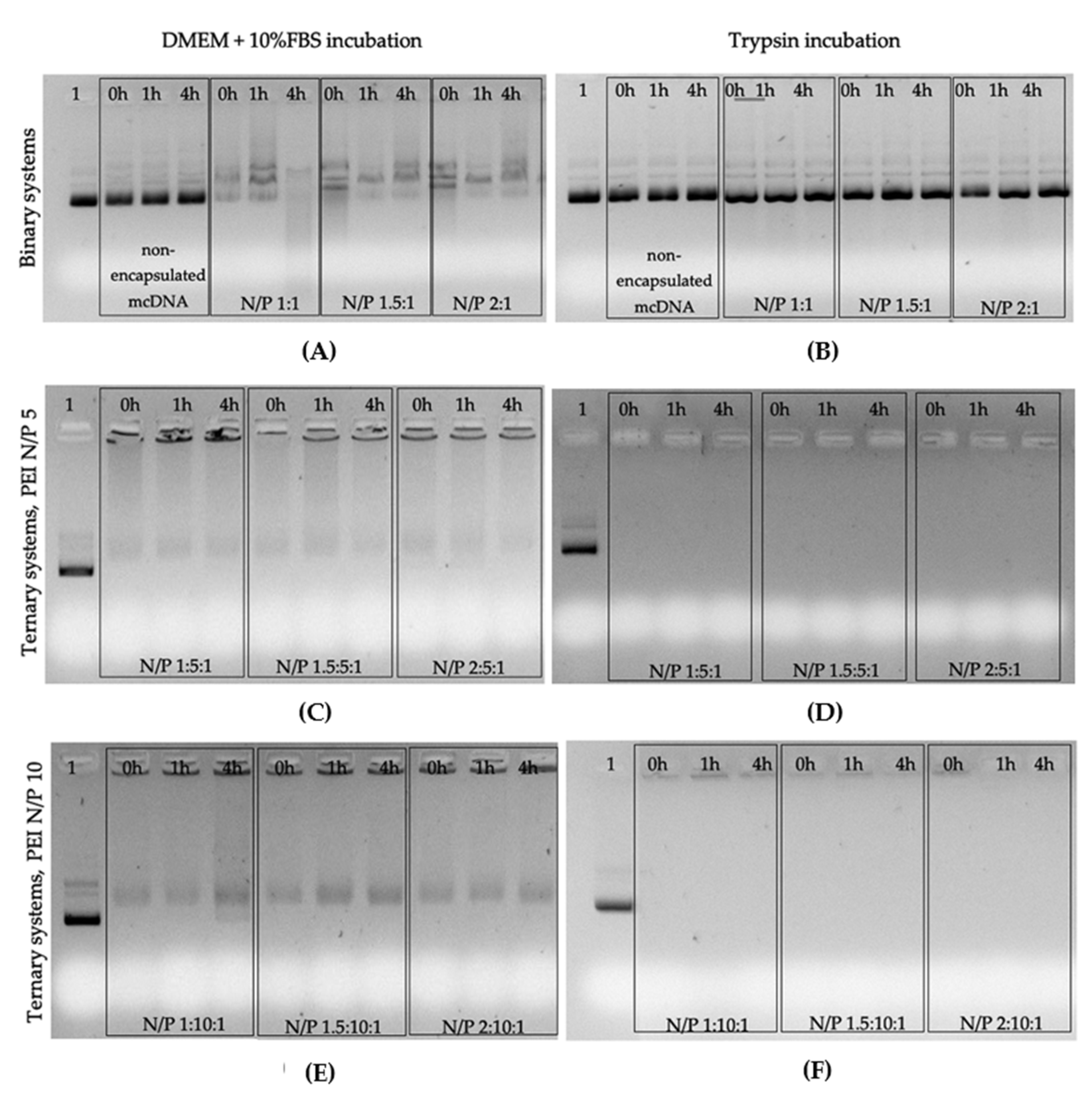 Pharmaceutics 13 00673 g006 Pharmaceutics 13 00673 g006