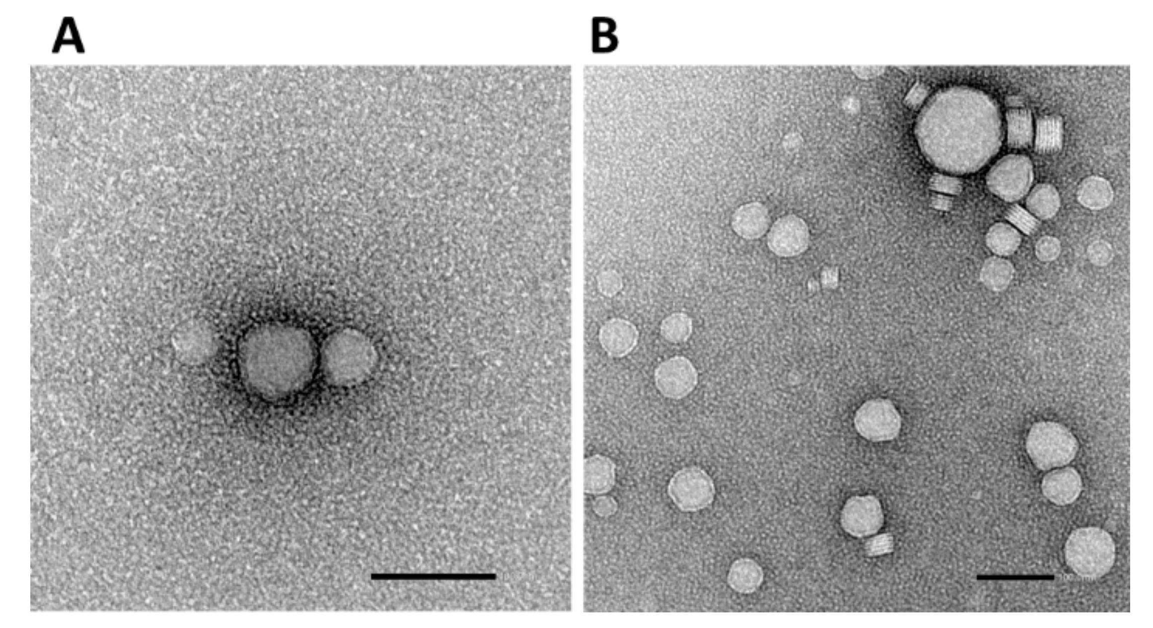 Pharmaceutics 13 00696 g002
