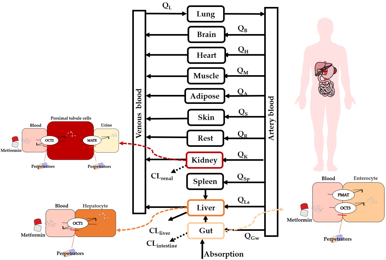 Pharmaceutics | Free Full-Text | A Whole-Body Physiologically Based ...