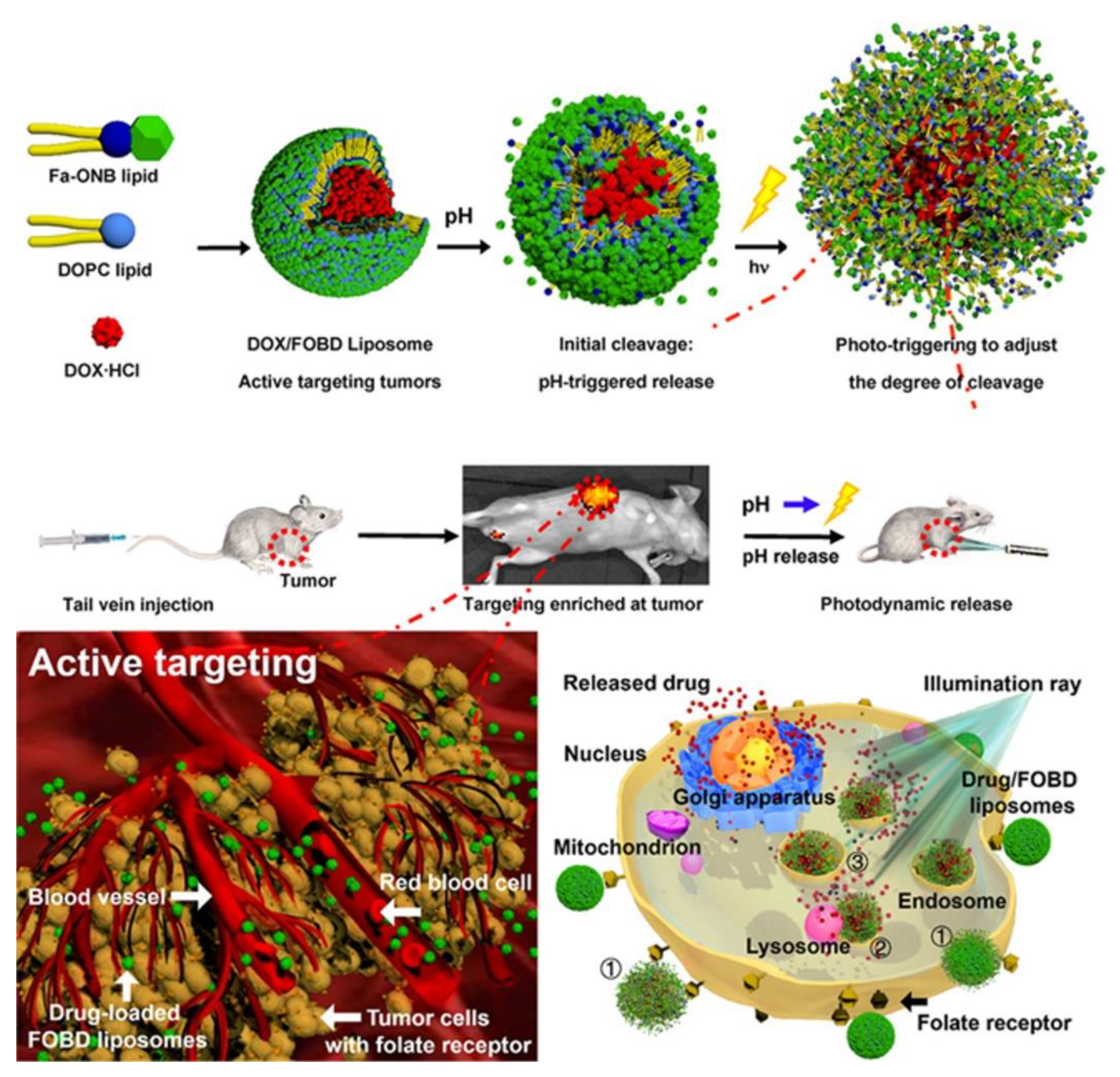 Pharmaceutics 13 00725 g014
