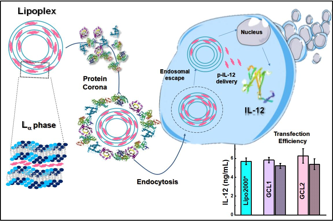 pharmaceutics free full text gemini cationic lipid type nanovectors suitable for the transfection of therapeutic plasmid dna encoding for pro inflammatory cytokine interleukin 12 html