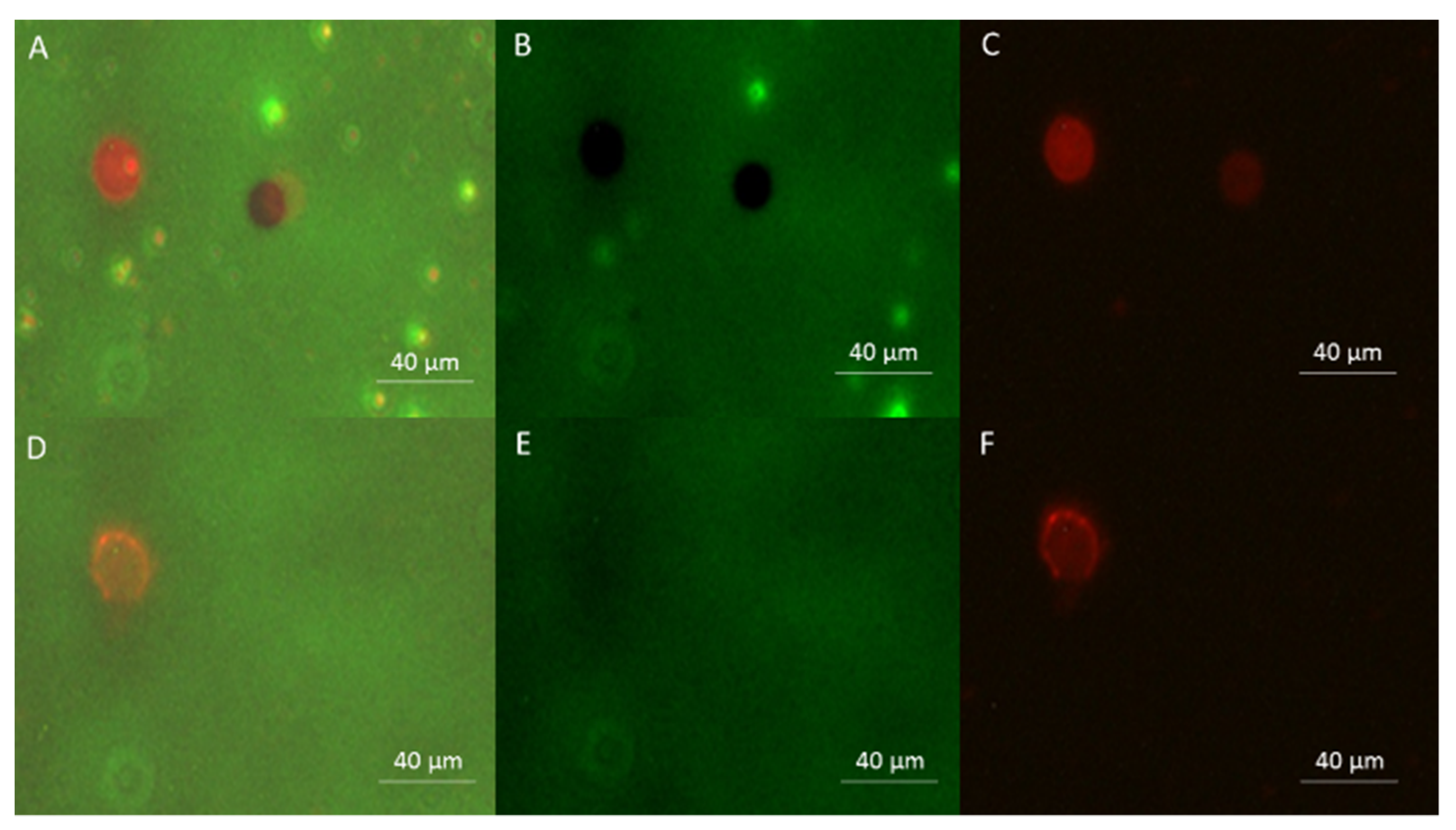 Pharmaceutics 13 00847 g006