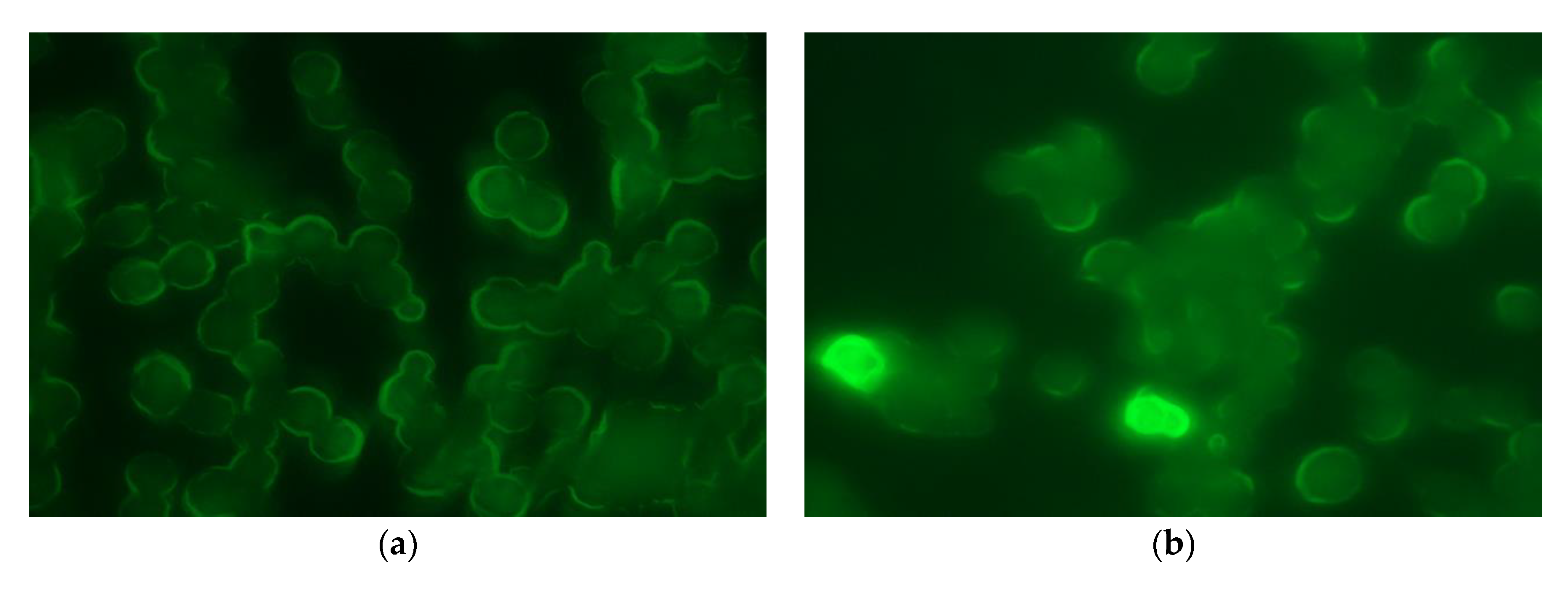Pharmaceutics 13 00951 g003a