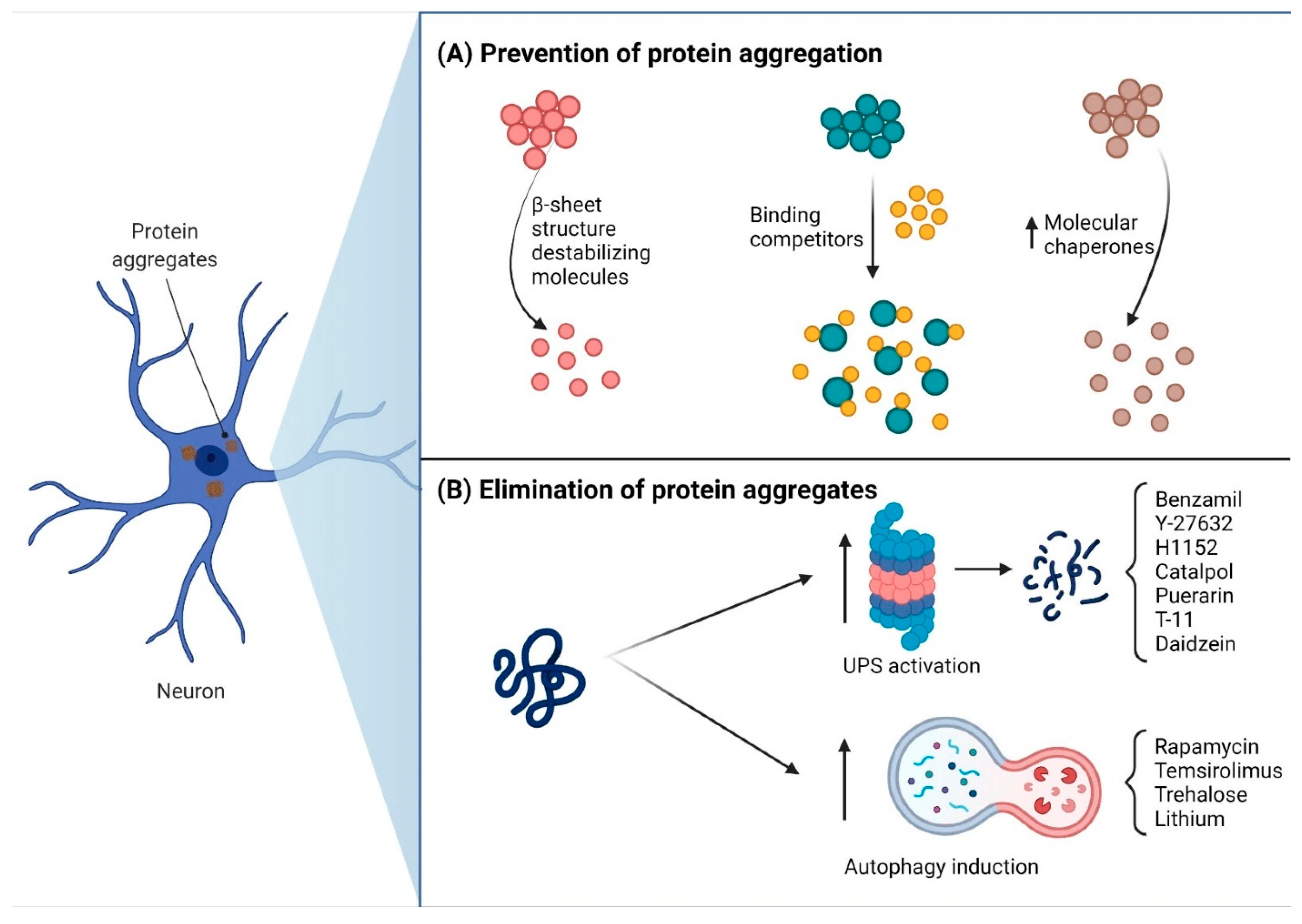 Pharmaceutics Free Full Text New Perspectives Of Gene Therapy On Polyglutamine Spinocerebellar Ataxias From Molecular Targets To Novel Nanovectors Html