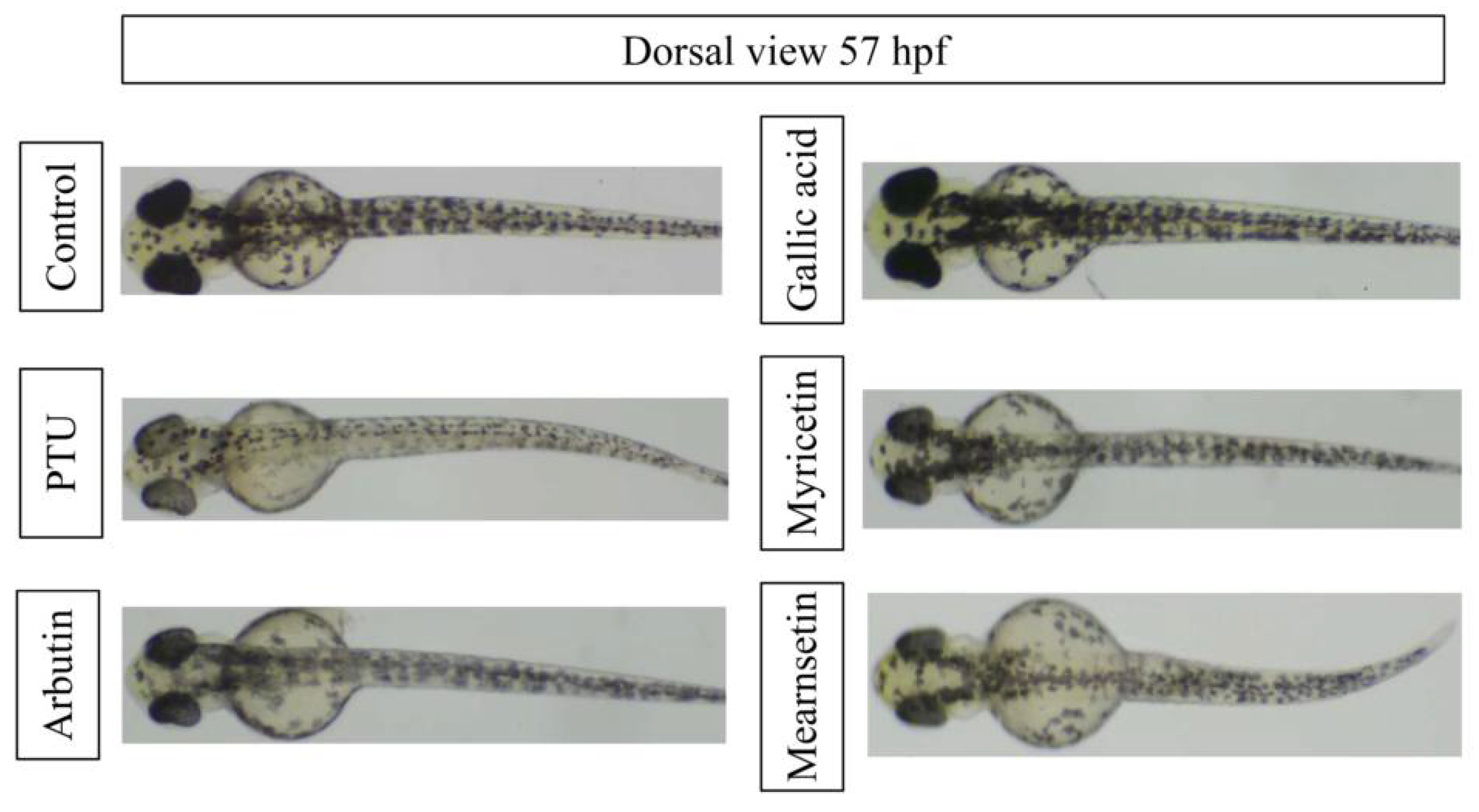 Pharmaceutics 13 01059 g006