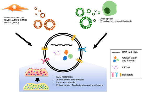 Pharmaceutics | Free Full-Text | Functional Duality of Chondrocyte ...