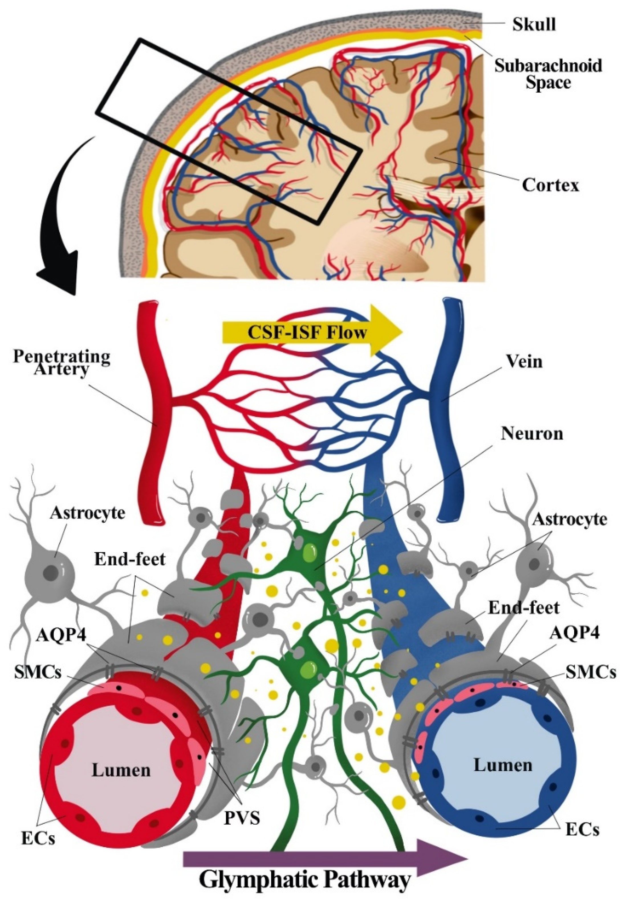 Pharmaceutics 13 01207 g001